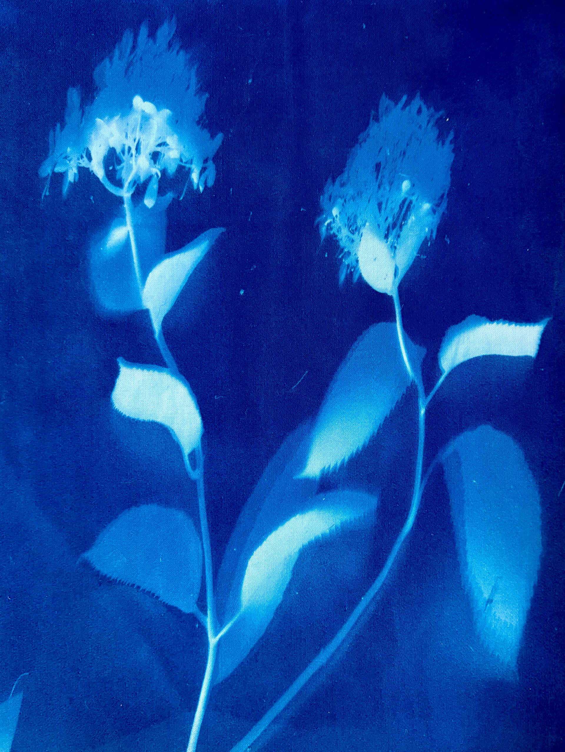 Cyanotype