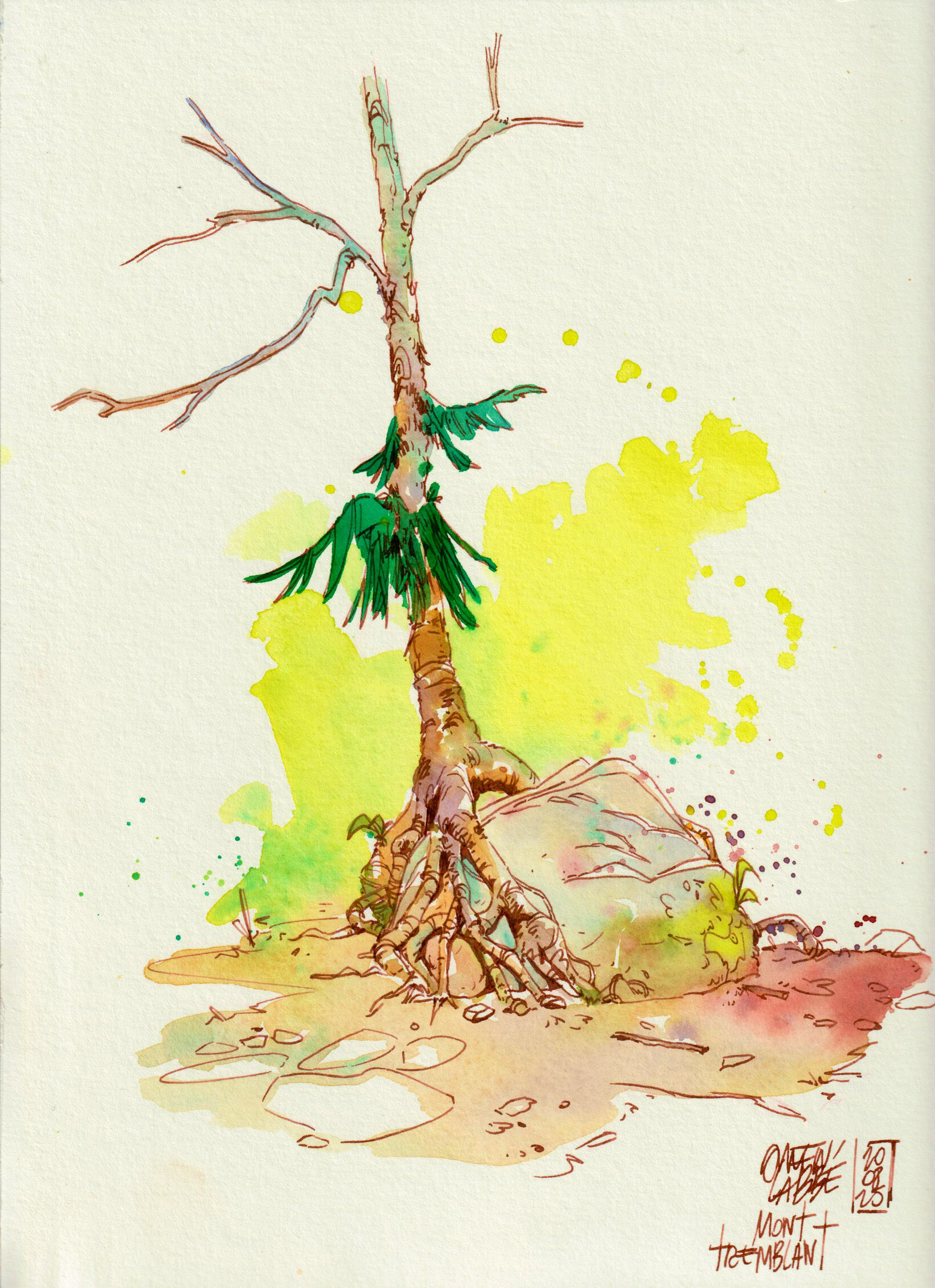 Tree, Mont-Tremblant (Canada) 2025