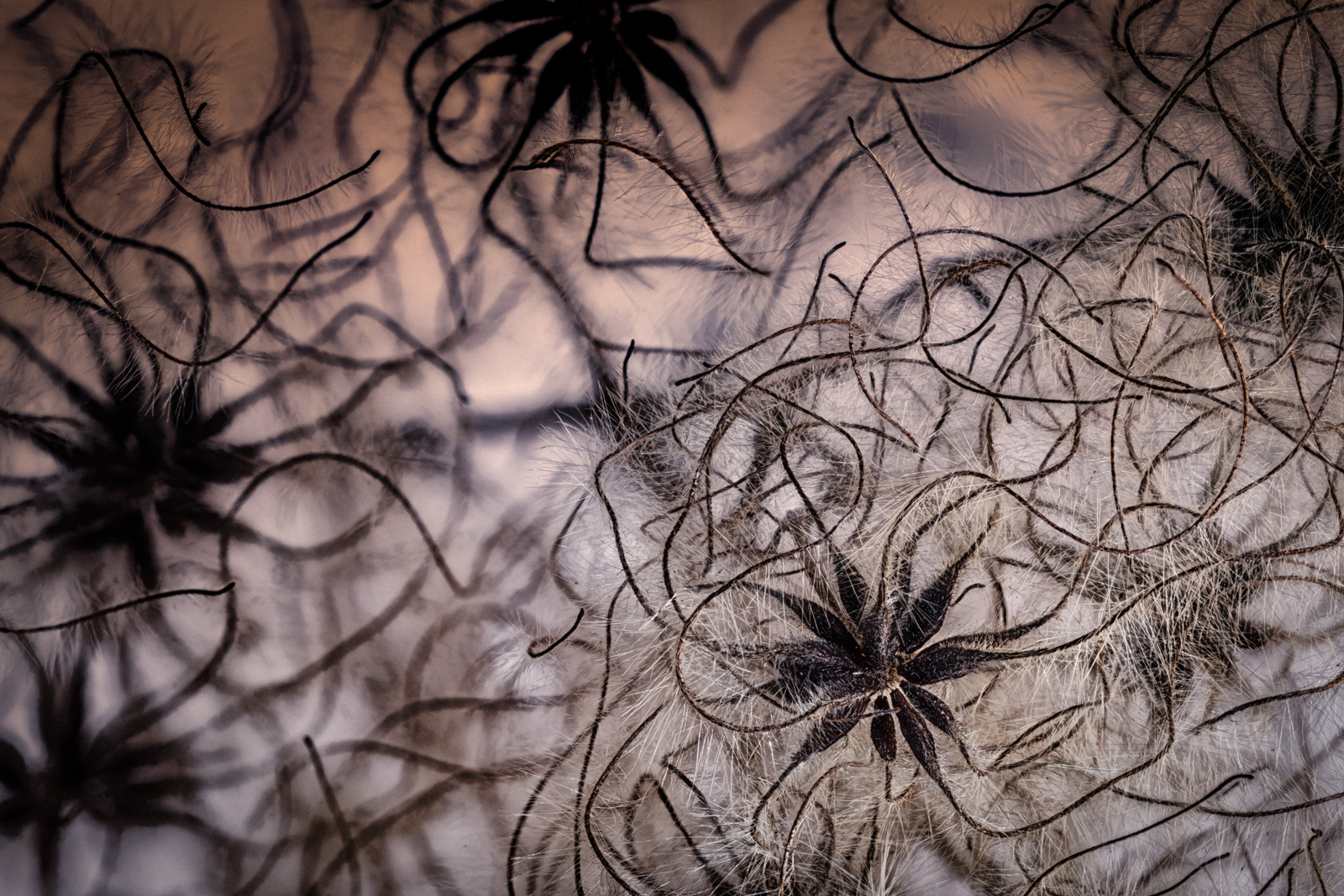 Tangle