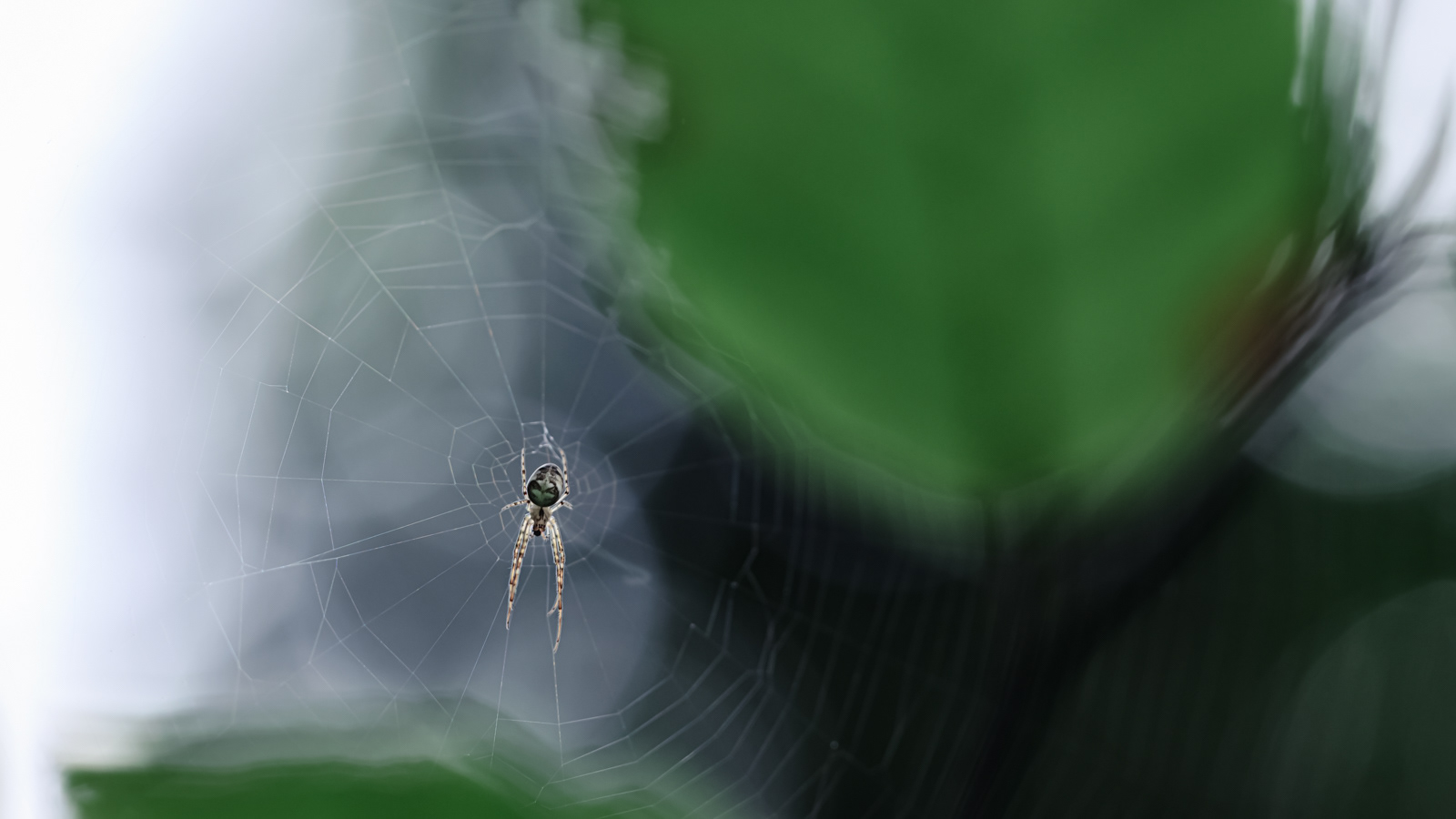 No. D/47 - UNIVERSE OF THE SPIDER: Sizes: 16:9 / 64x36, 112x63, 128x72, 160x90