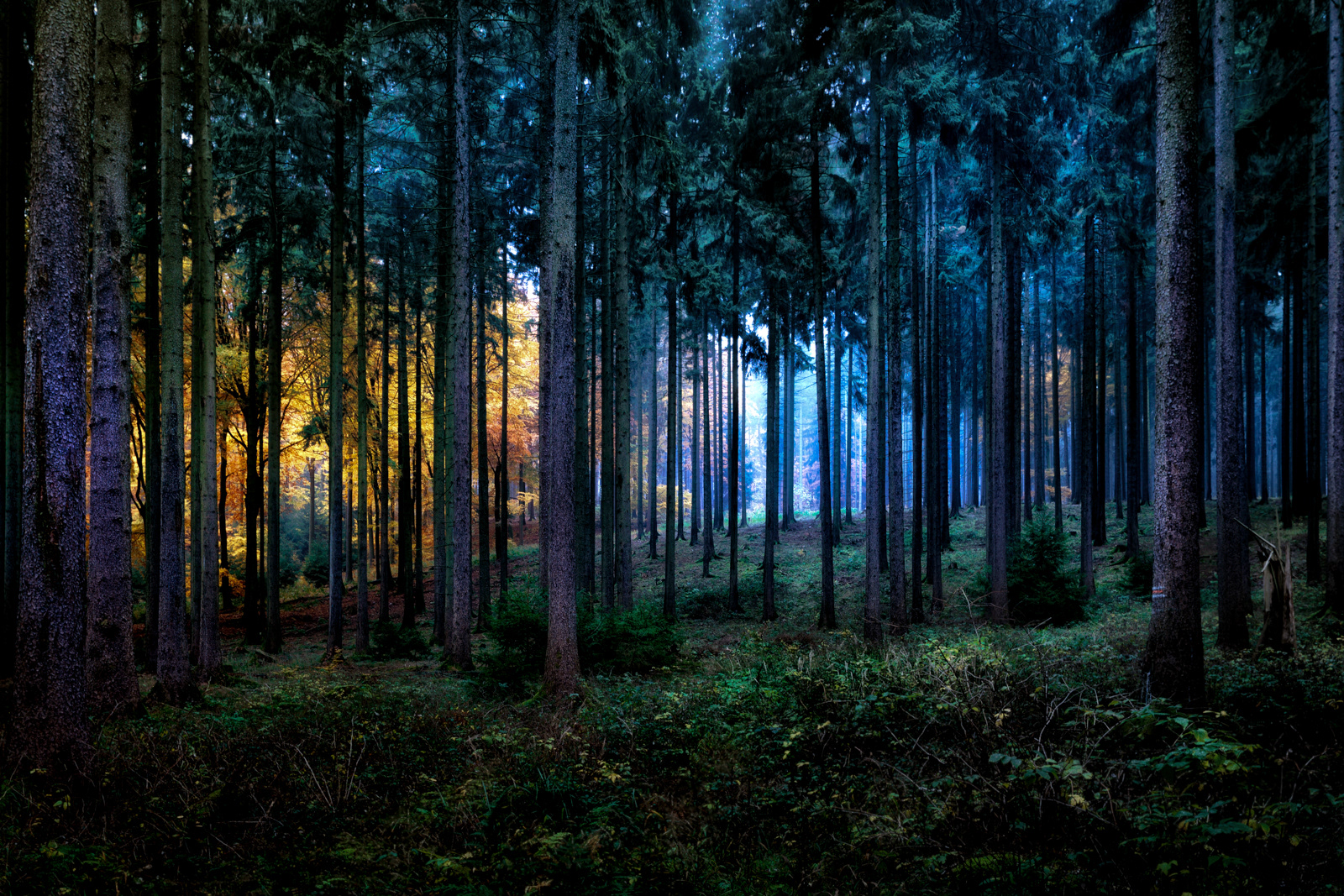 Contrasty forest
