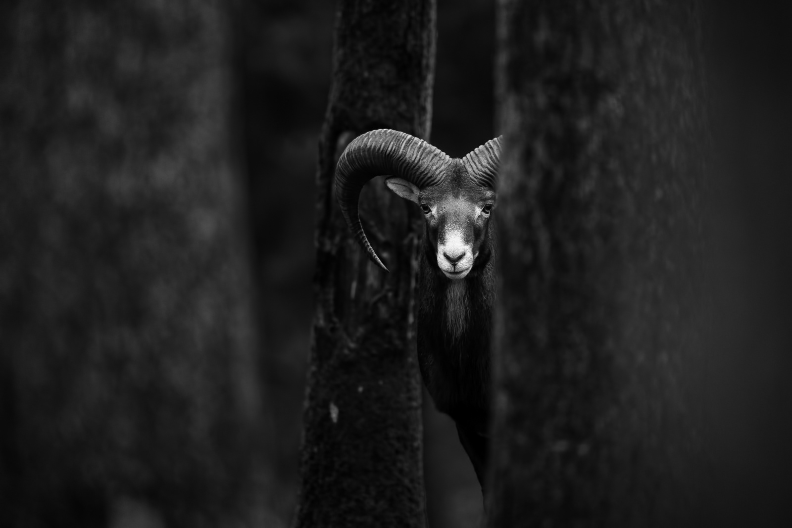 Watchful