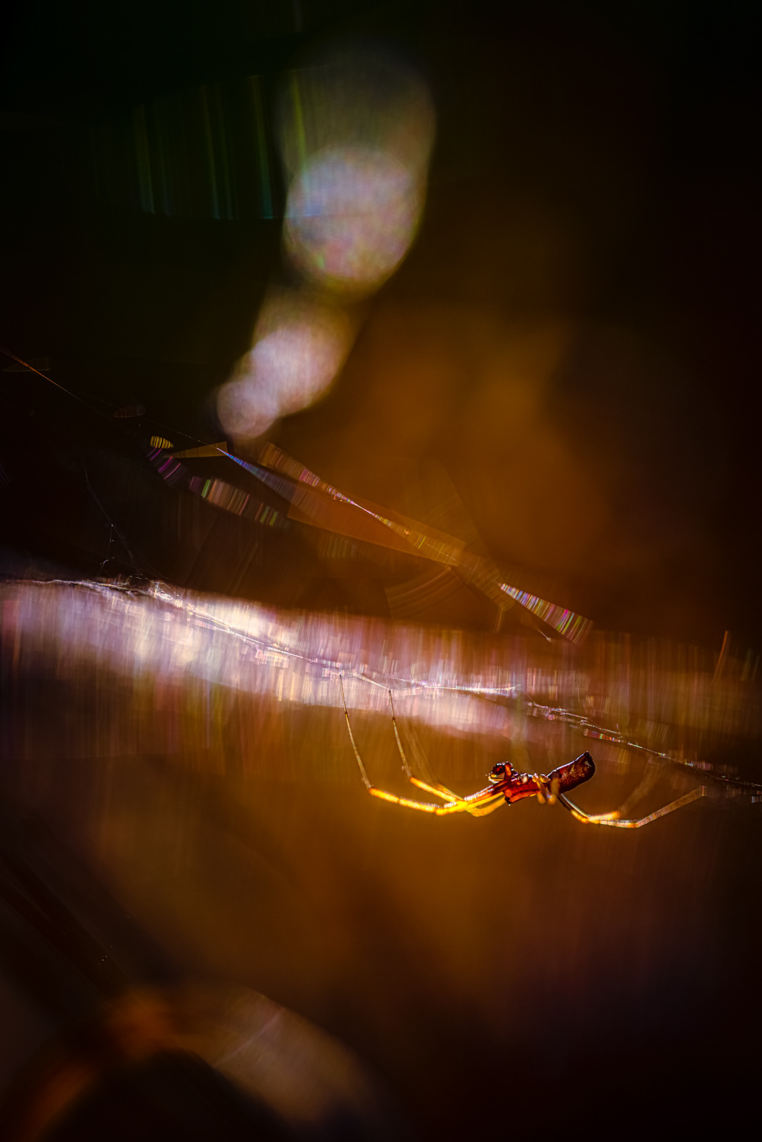 No. D/46 - UNIVERSE OF THE SPIDER: Sizes: 2:3 / 60x40, 90x60, 120x80, 150x100