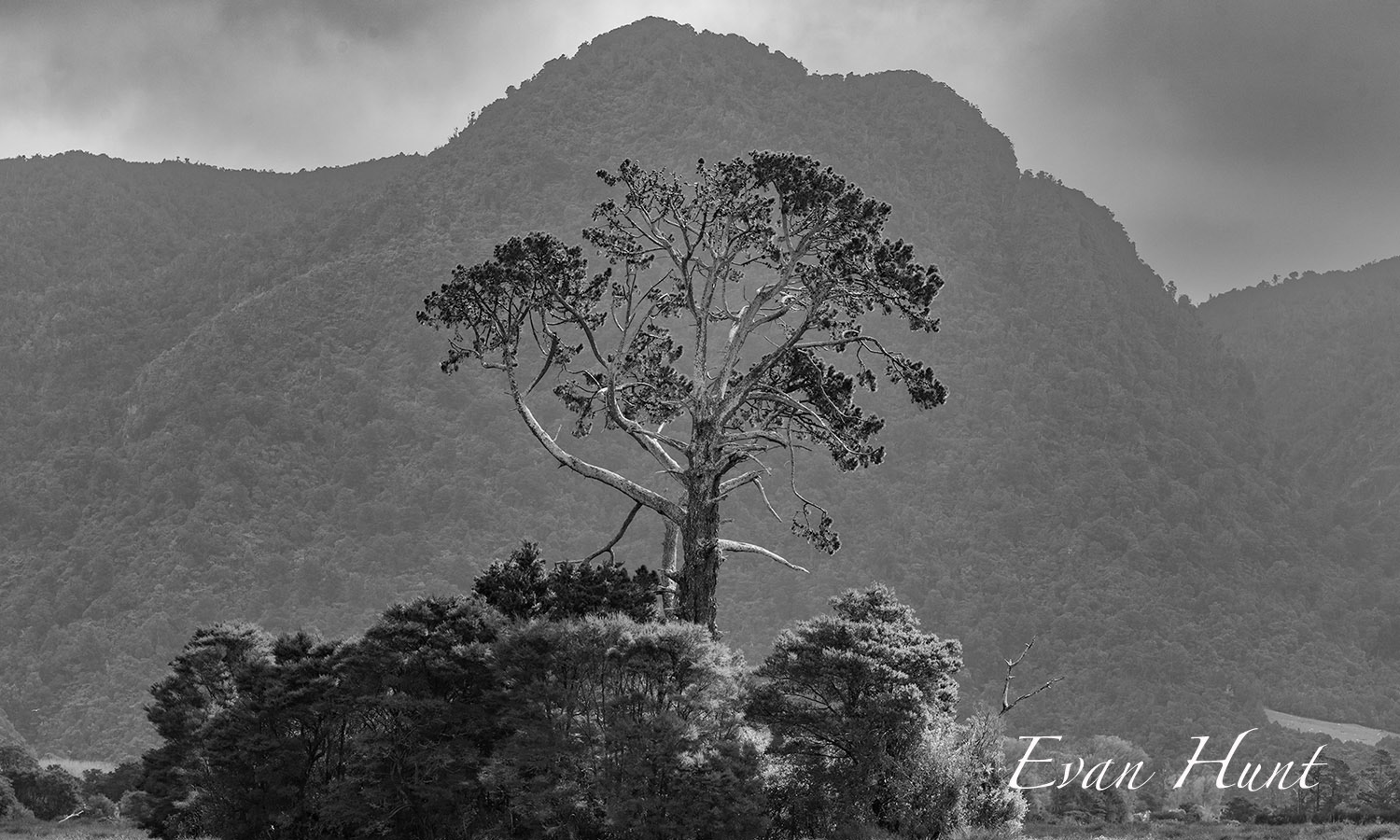 Lone Tree Collingwood