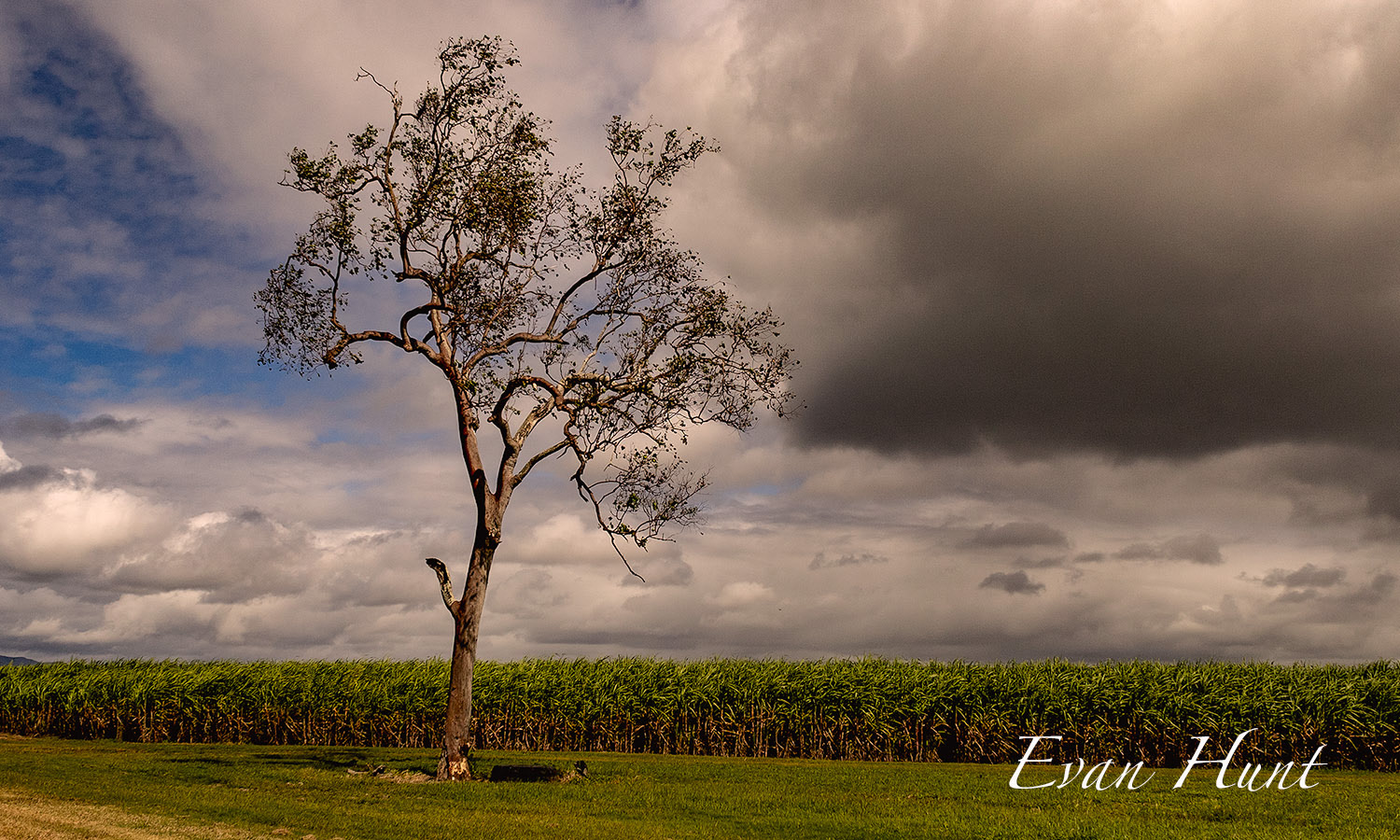 Lone Gum amongst Sugar Cane North Queensland