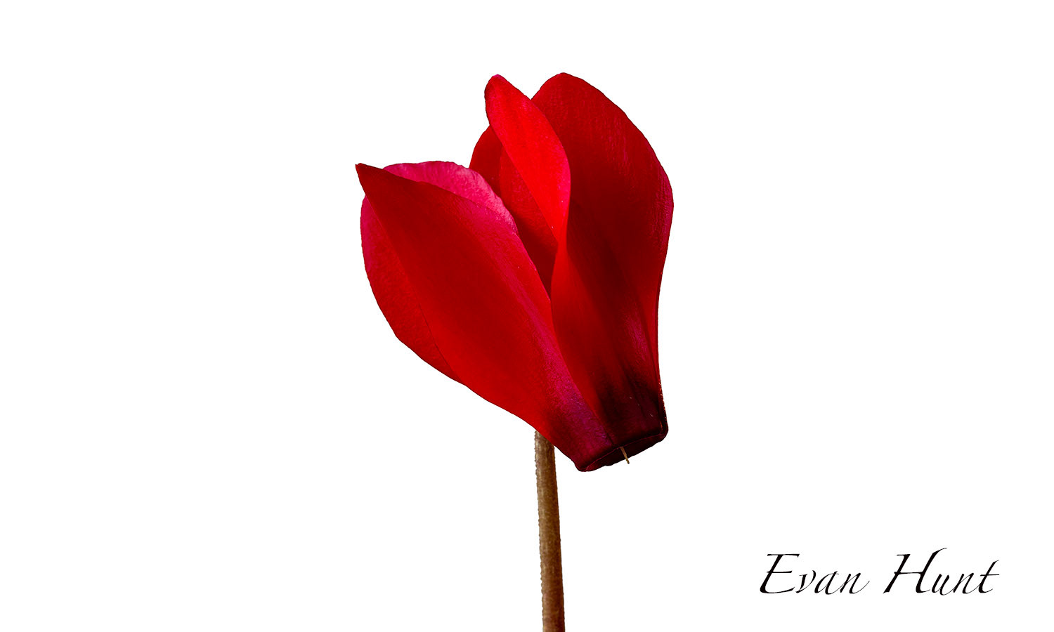 Red Cyclamen