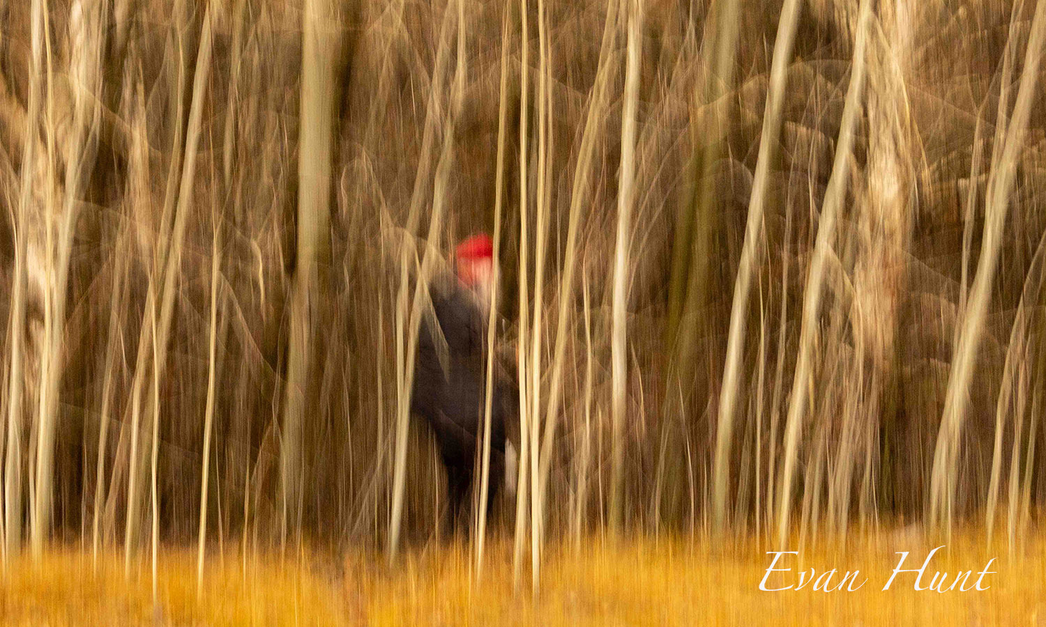 Little Red Riding Hood (ICM)