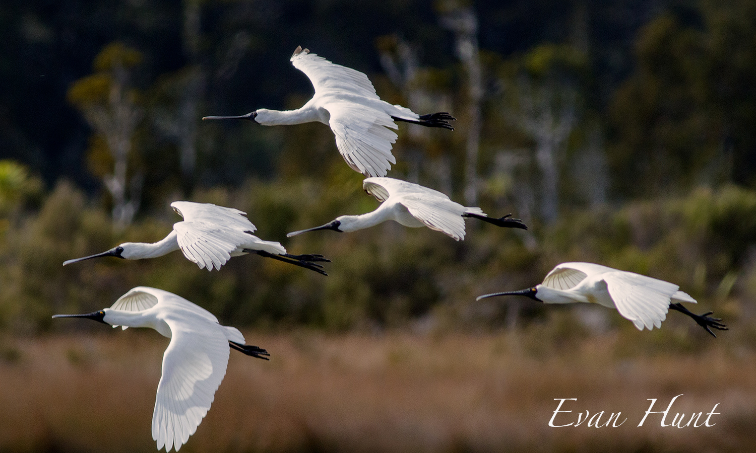 Royal Spoonbills -  kōtuku ngutupapa