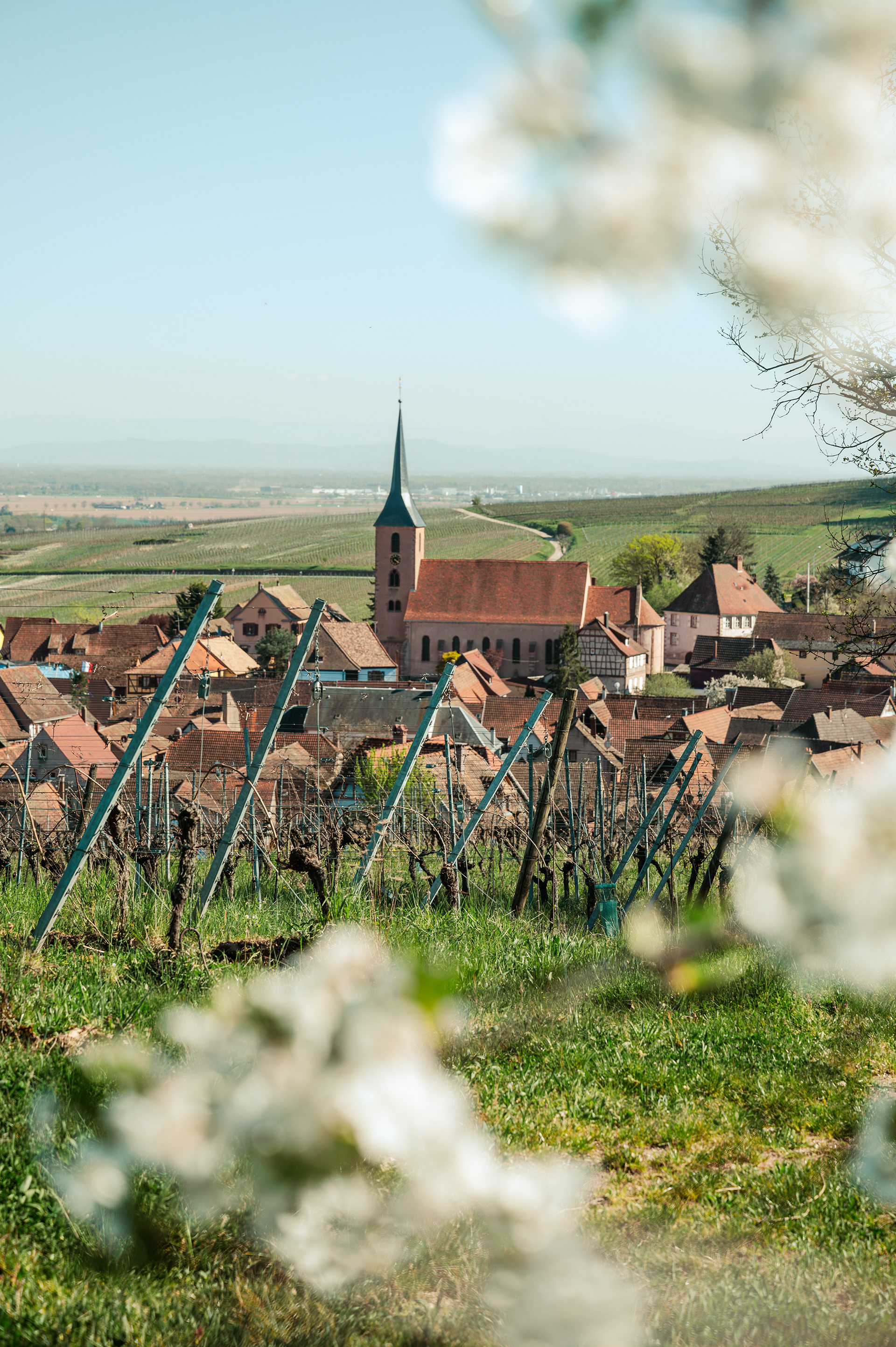 	Alsace vineyards and village church through spring blossom