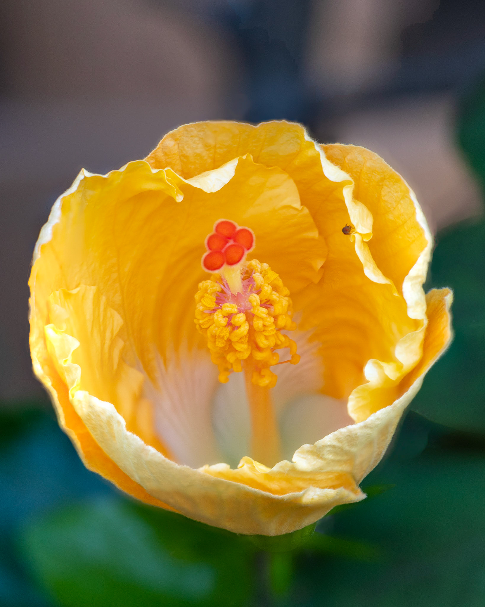 Yellow Hibiscus - First attempt at focus stacking with the new Canon R6