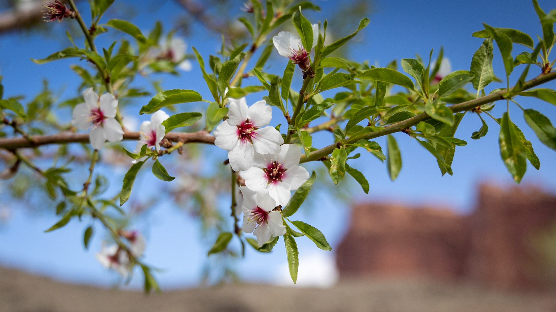 These apple blossoms are on a tree in the orchard near Gifford House in Capital Reef National Park. Gifford House is a museum that serves up some excellent pies.