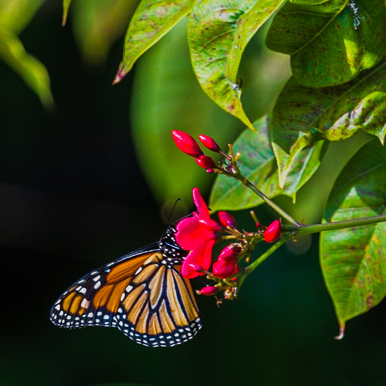 Another capture off of our Lanai in Kona. There are a bunch of these beauties flitting about. Never long enough to lock focus, but this one works well I think.