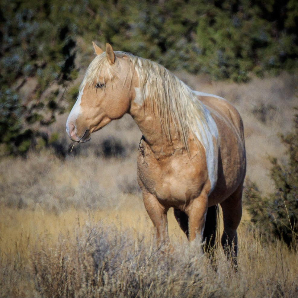 The Steens Mountain Wilderness is managed in cooperation with the local ranchers by the Bureau of Land Management (BLM). It is a vast 500,000 acre region south of the Malheur National Wildlife Refuge. The South Steens Herd Management Area (HMA) is traversed by the South Steens Loop Road making it easy to spot and photograph these magnificent animals in the wild. The herds in this HMA are managed to maintain healthy Pinto specimens.