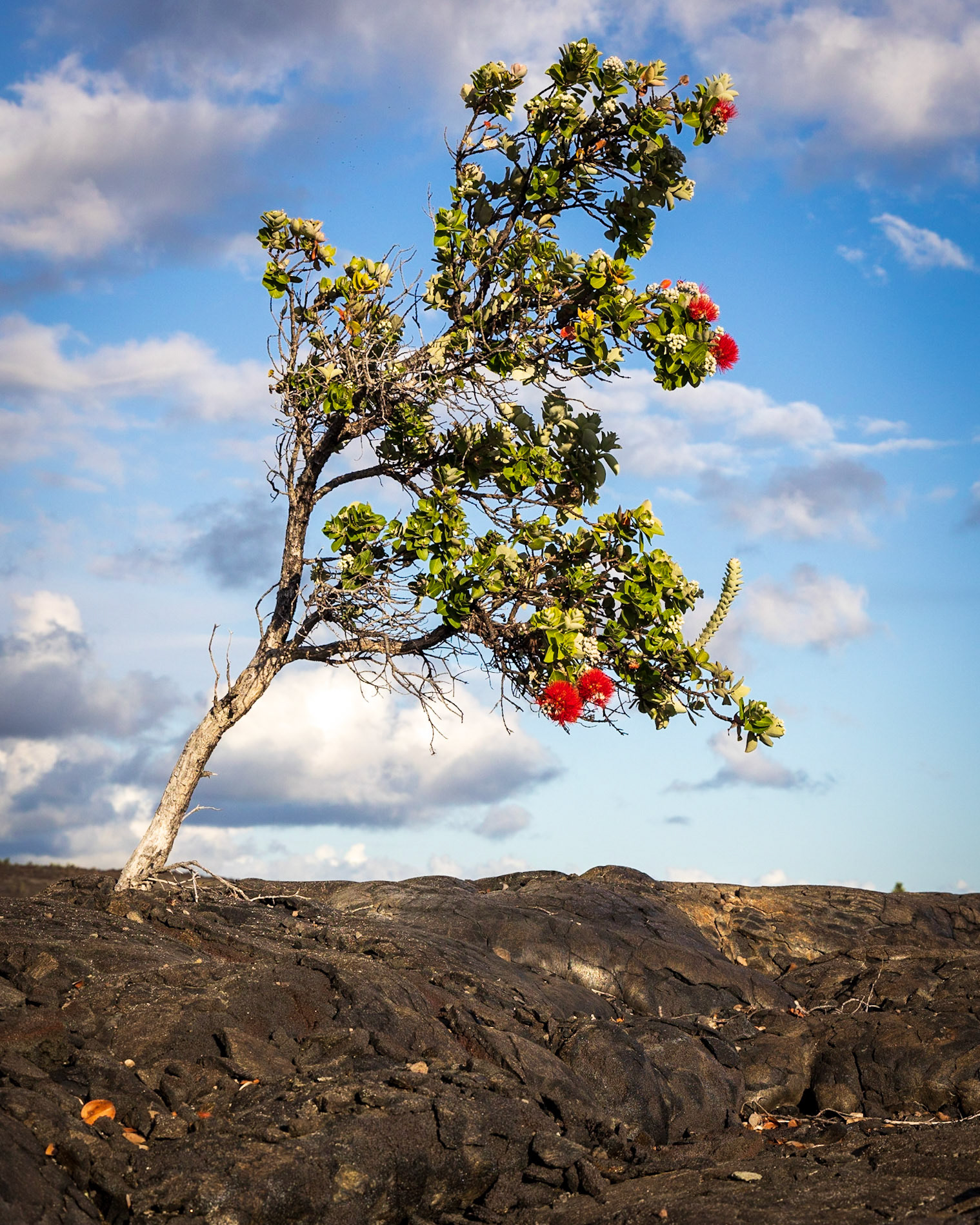 Don't pluck the red Lehua, if you wish for weather fairTis Pele's sacred flower, which she guards with jealous careHer Akuas all are watching, and to her they will complainFor surely as you do it, she sends down the rain