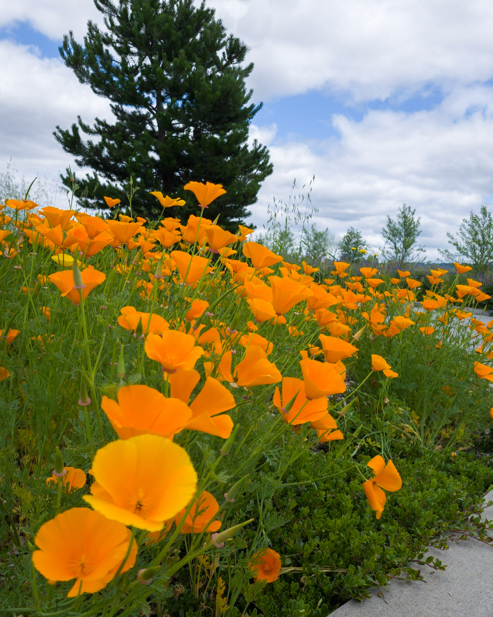 California Poppies line the side of the drive at Van Lierop Park in Puyallup, WA