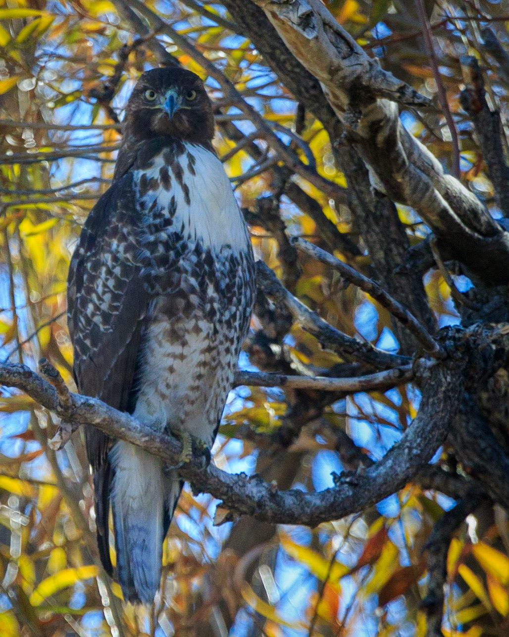 This Red-Tailed Hawk was keeping an eye on Liddy and I as we walked around in the grasses below her perch in the willows above Benson Pond in the south end of the Malhuer National Wildlife Refuge.