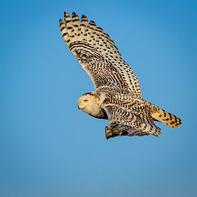 A Snowy Owl soars overhead.