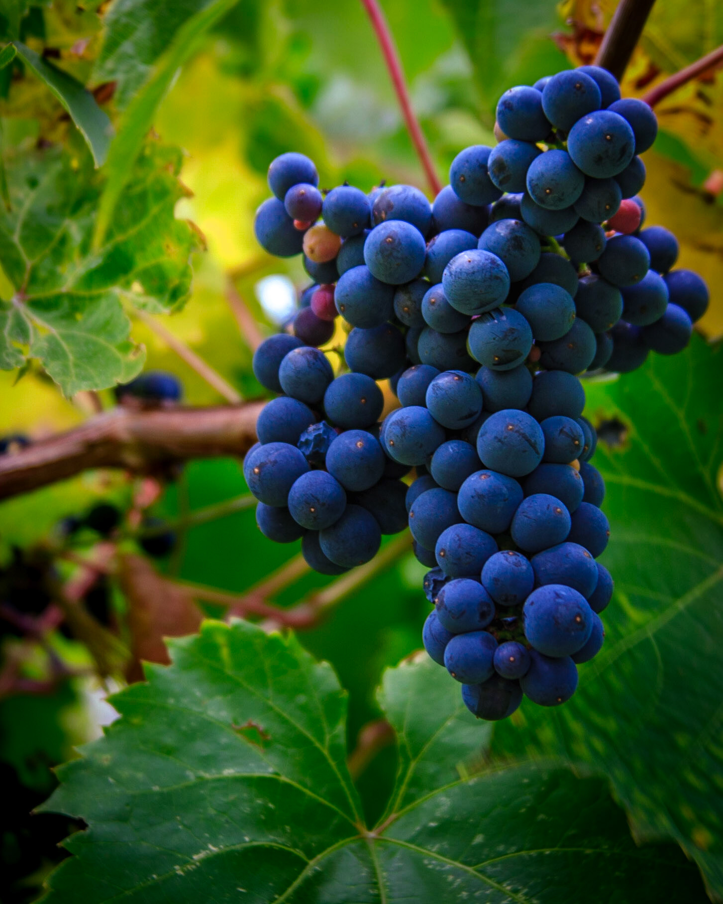 Almost ready for the press. The Okanagan Valley  of British Columbia has become a major viniculture region.