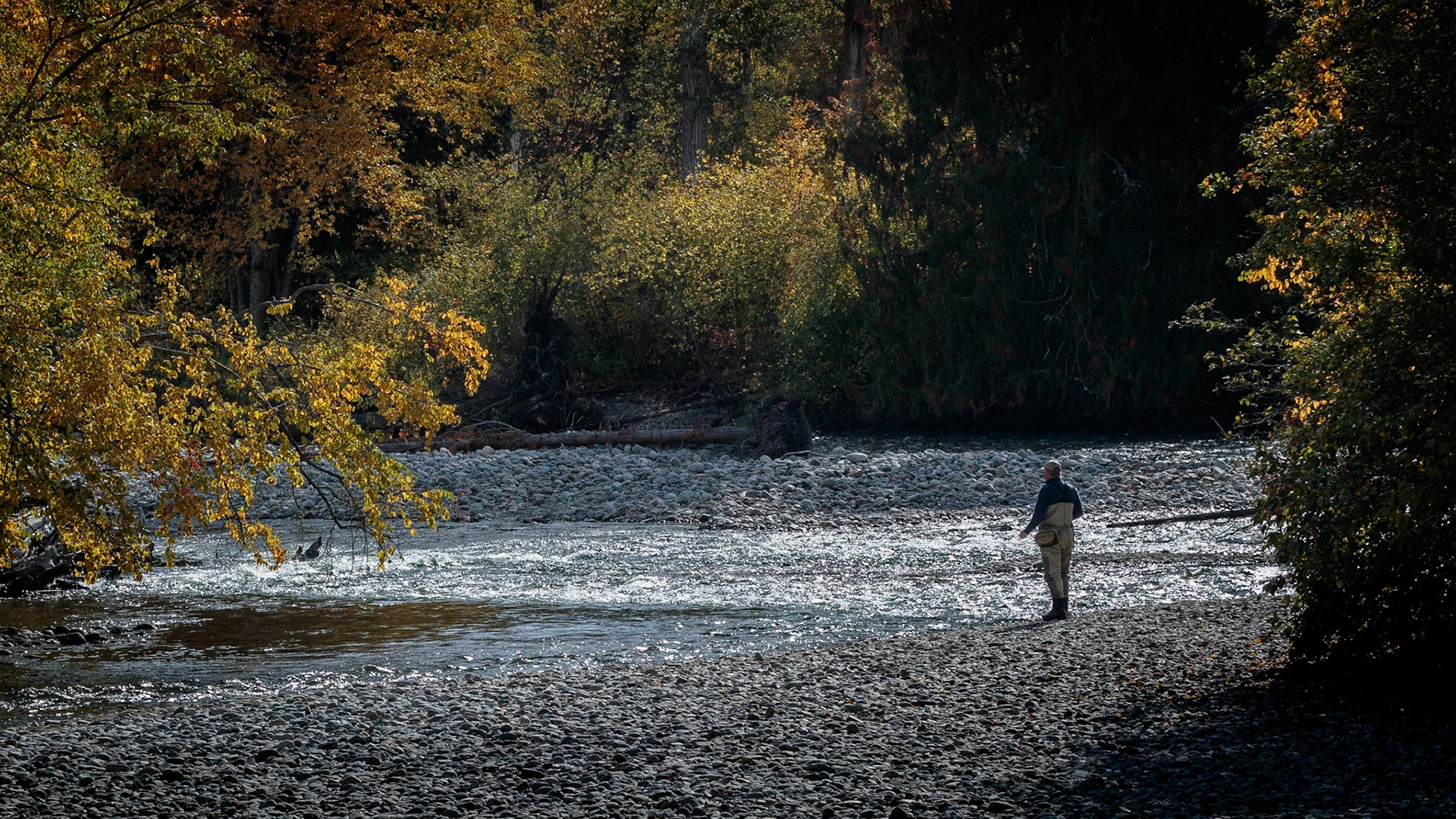 A fisherman casts his fly into the Adams River at Roderick Haig-Brown Provincial Park in British Columbia.