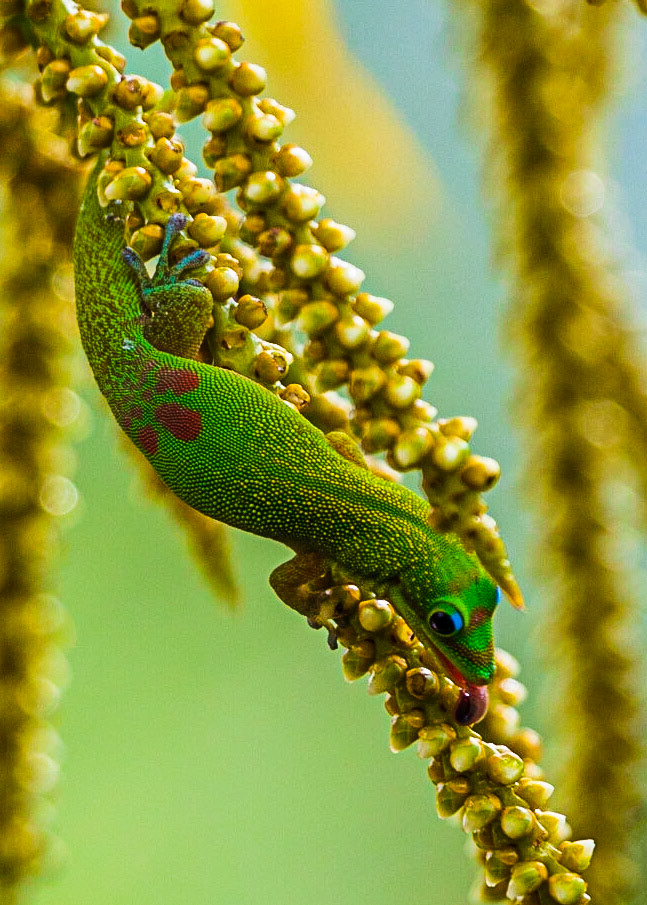 A Gecko licks the juice from flowers of a palm tree.They seem to have a well-adapted tongue that you might see after you get past the colorful patterns on its back and those fantastic blue rimmed eyes.