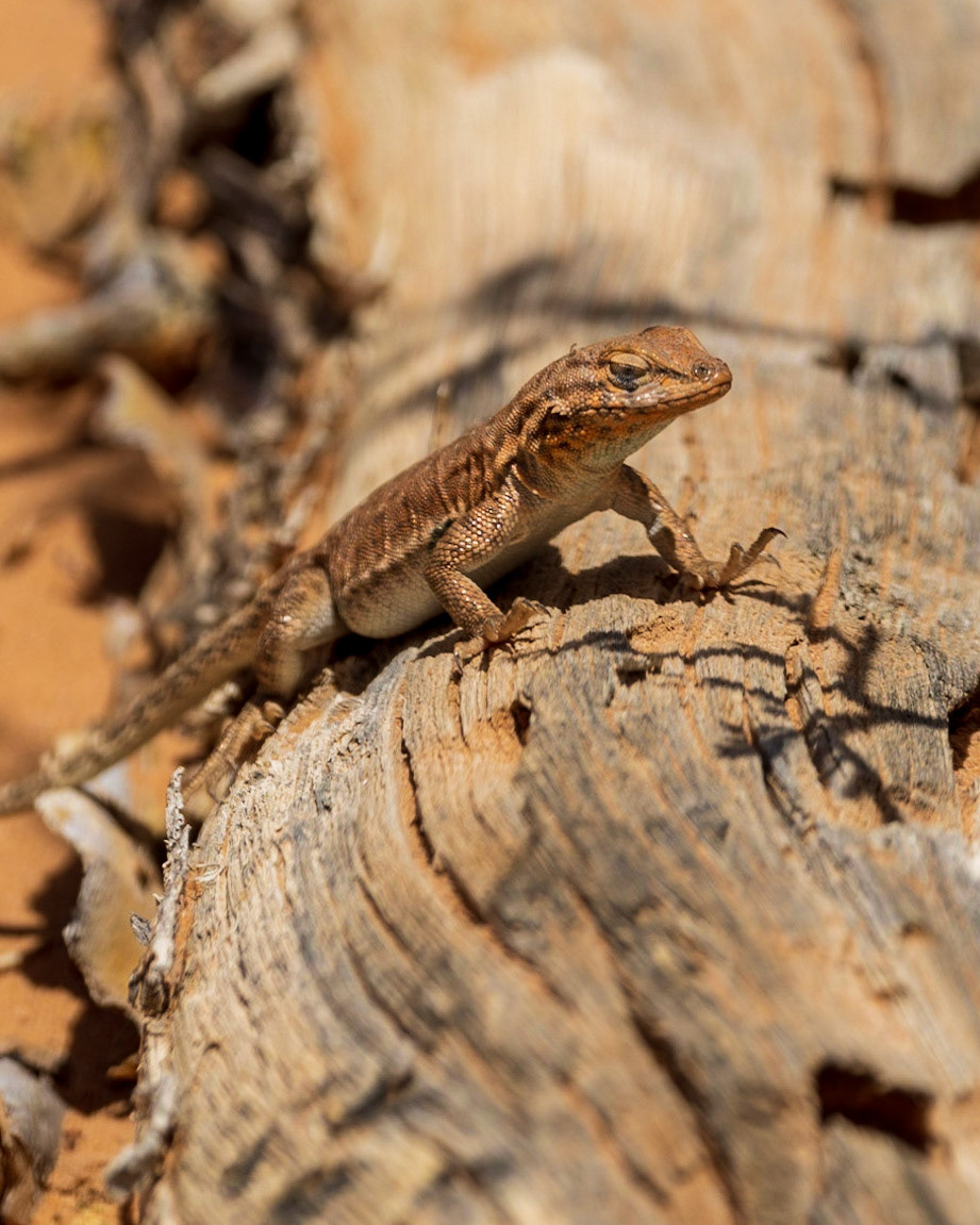 This little guy was sunning him/her? self on a log lying in the sand at the top of the Burr Trail Switchbacks.