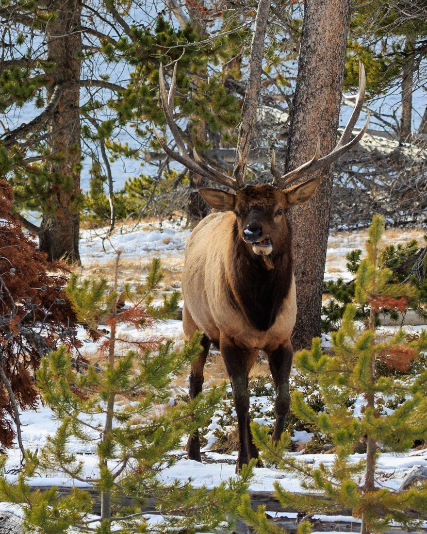 This handsome bull elk was foraging in the woods with his harem. They were between the road and Yellowstone Lake conveniently at a pullout so it was easy to stay in the car and shoot through the open window.
