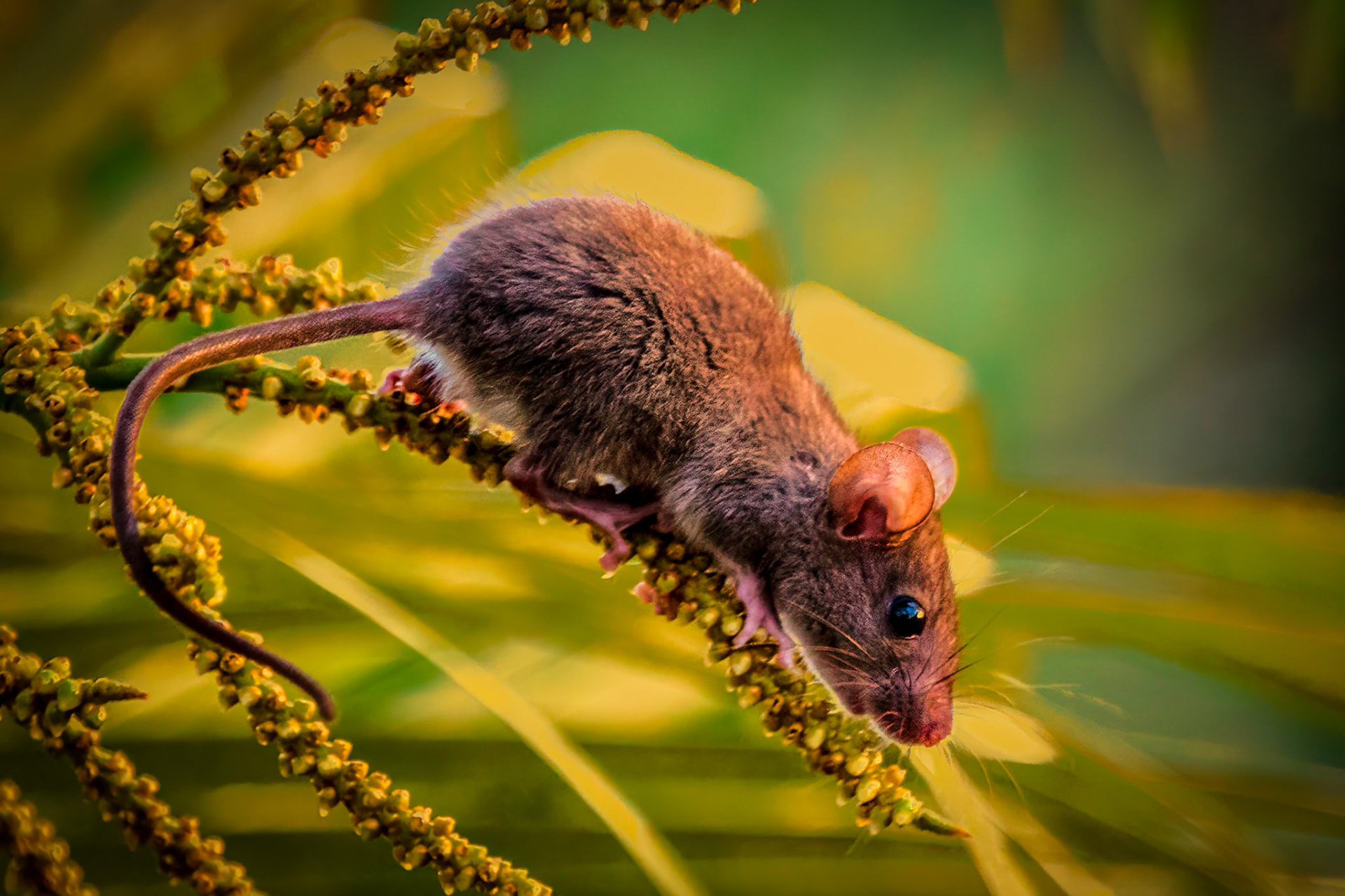 Mouse on a Palm - Stepping out onto our Lanai, I spotted this little fellow chowing down on the fruit that the geckos were enjoying the day before. Popular spot.