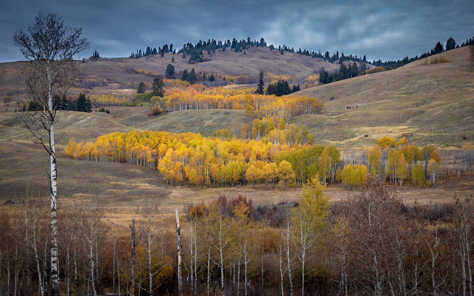 Autumn gold flows down the mountainside near Aspen Grove, British Columbia