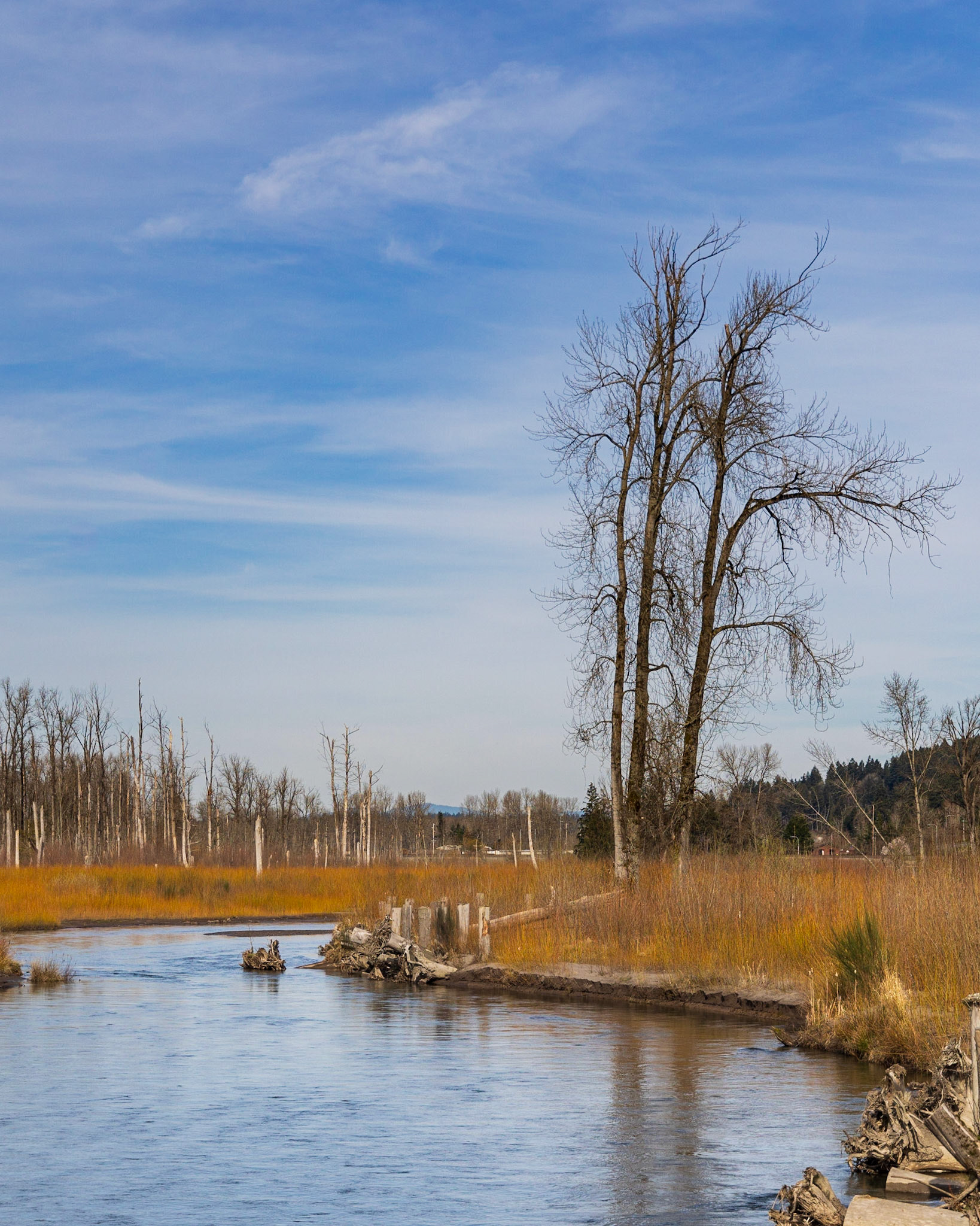 Some cotton wood trees stand above a bend in the White River near Sumner, WA
