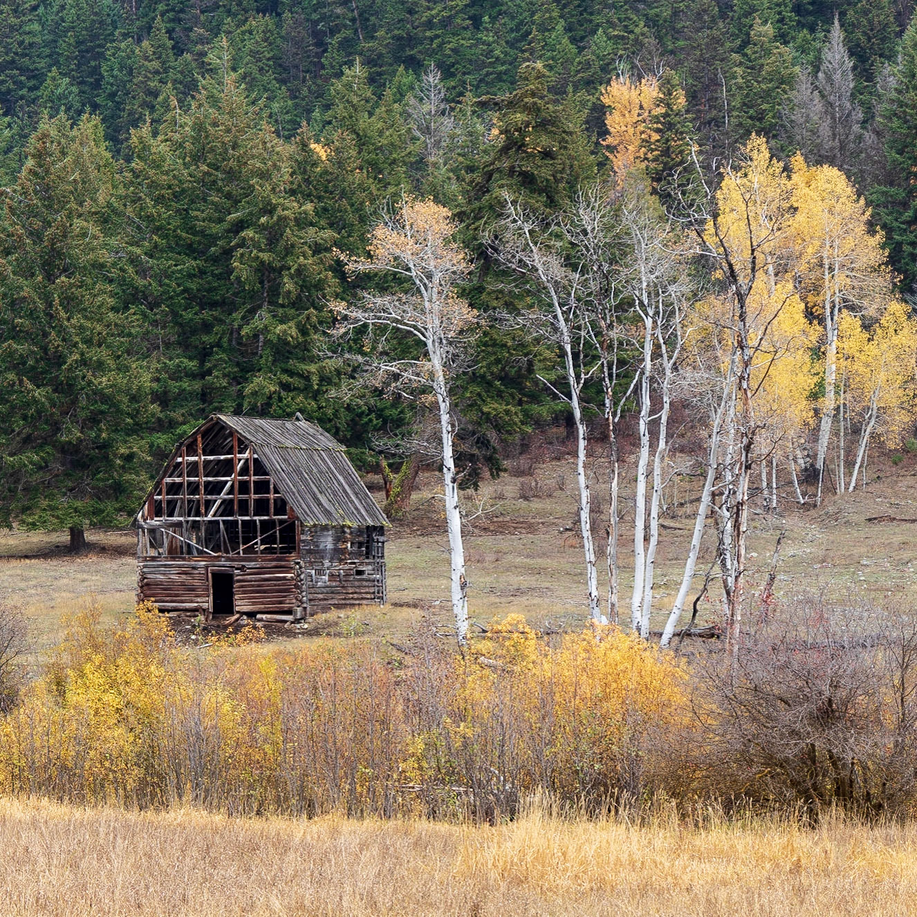 An old barn stands along Otter Creek, stripped of its siding. Aspens in autumn colors stand watch over the old structure.
