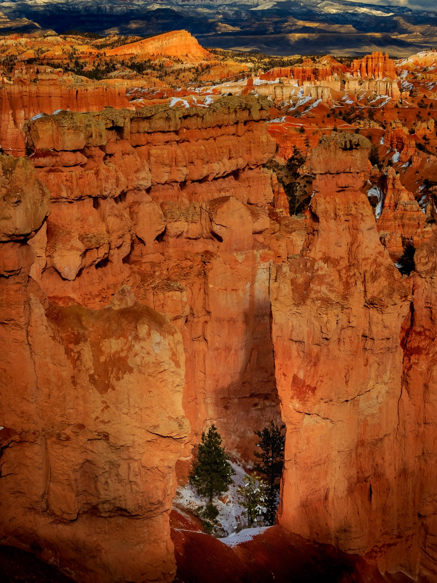 Tall pine trees stand dwarfed by the surrounding hoodoos in the Amphitheater at Bryce Canyon NP