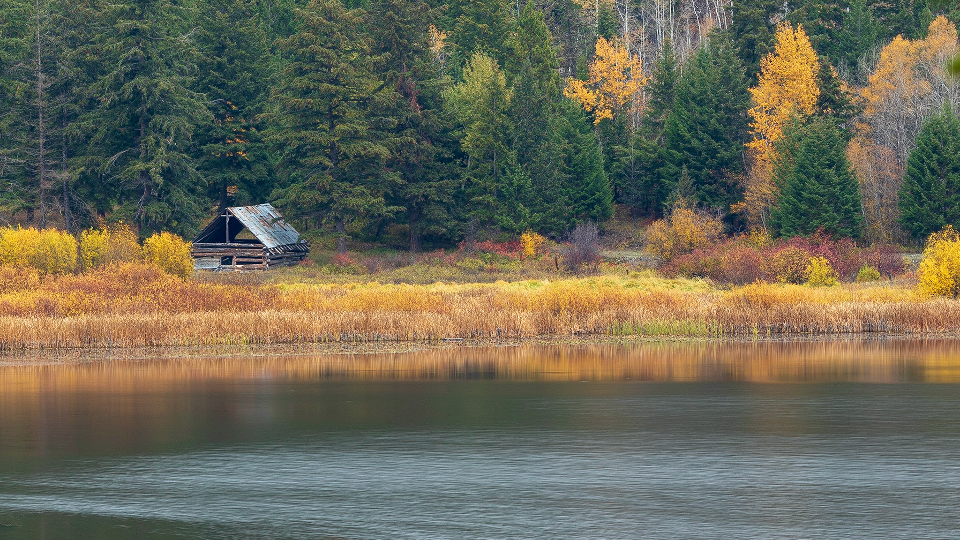 An abandoned log structure sits back from Thynne Lake on an autumn day.