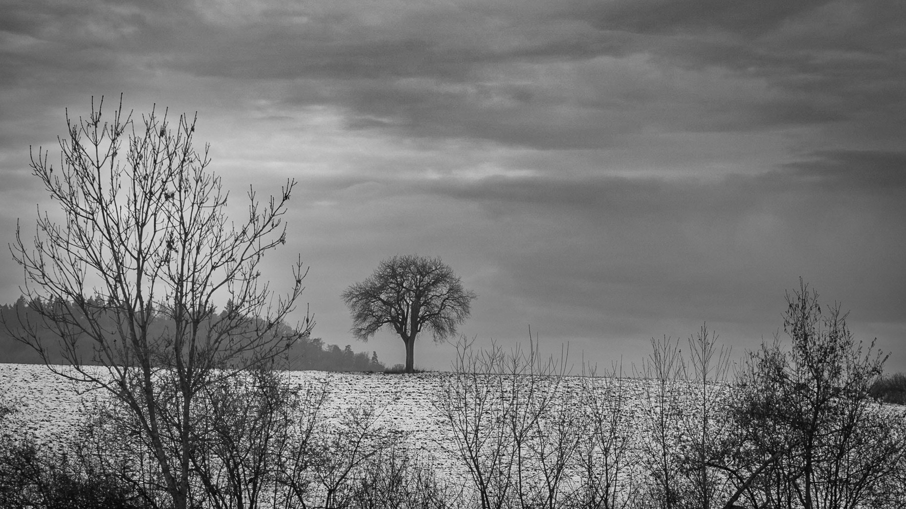 A lone tree stands in a field on a ridge in the middle of the Bavarian winter.