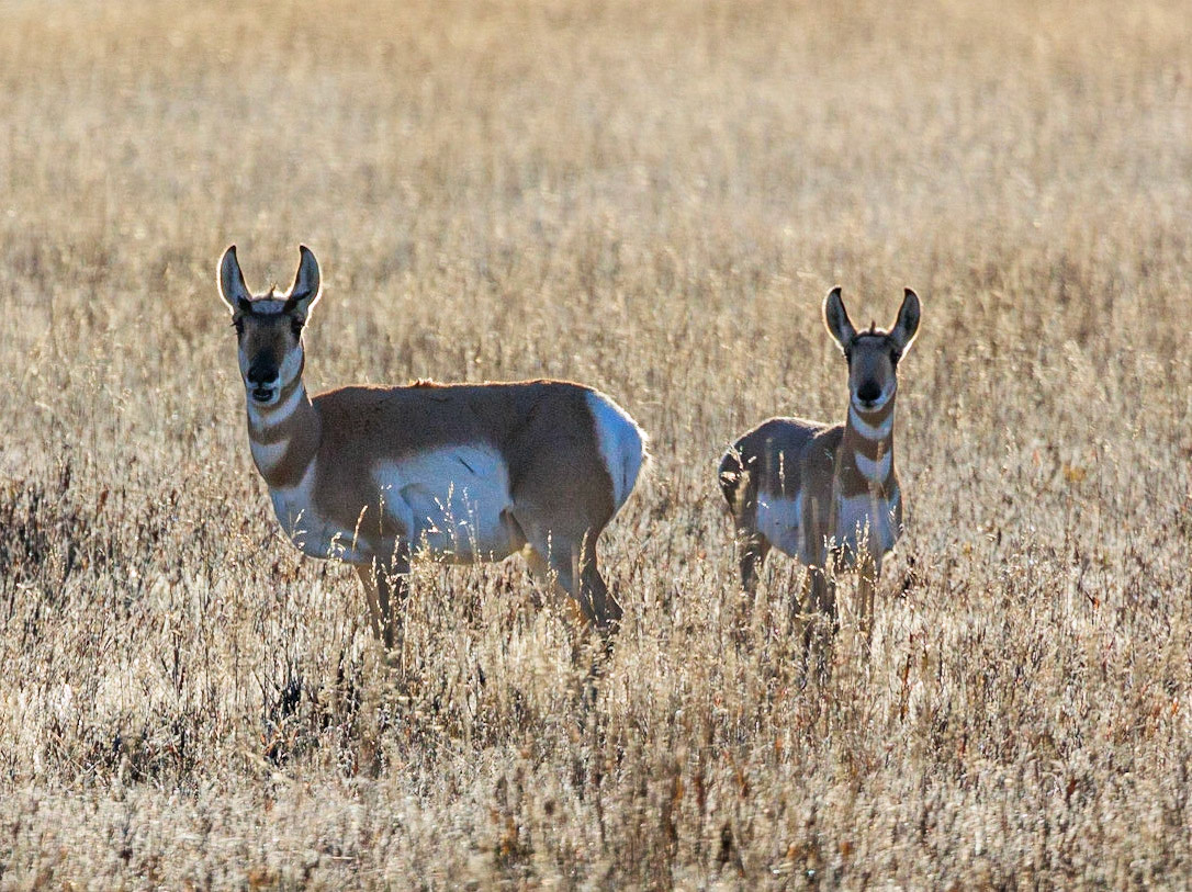 Pronghorn Pair at Teton NP