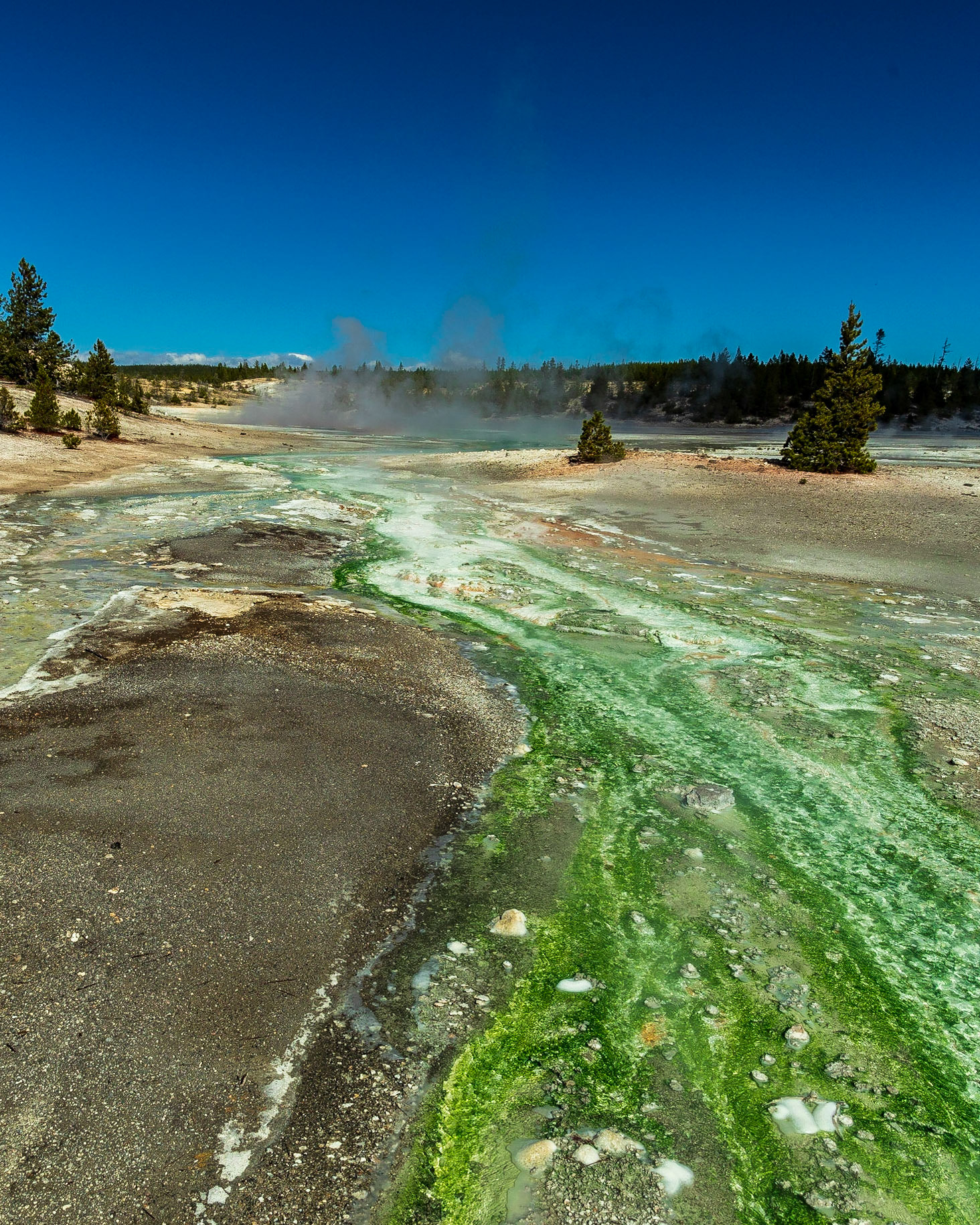 Norris Geyser Basin in Yellowstone National Park, Wyoming