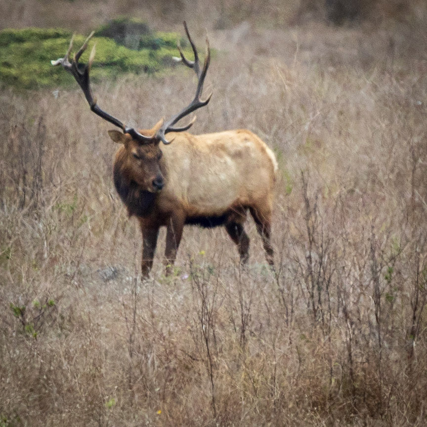 A proud Tule Elk Stag surveys his domain in the range area of Tomales Point, at the northern end of Point Reys National Seashore