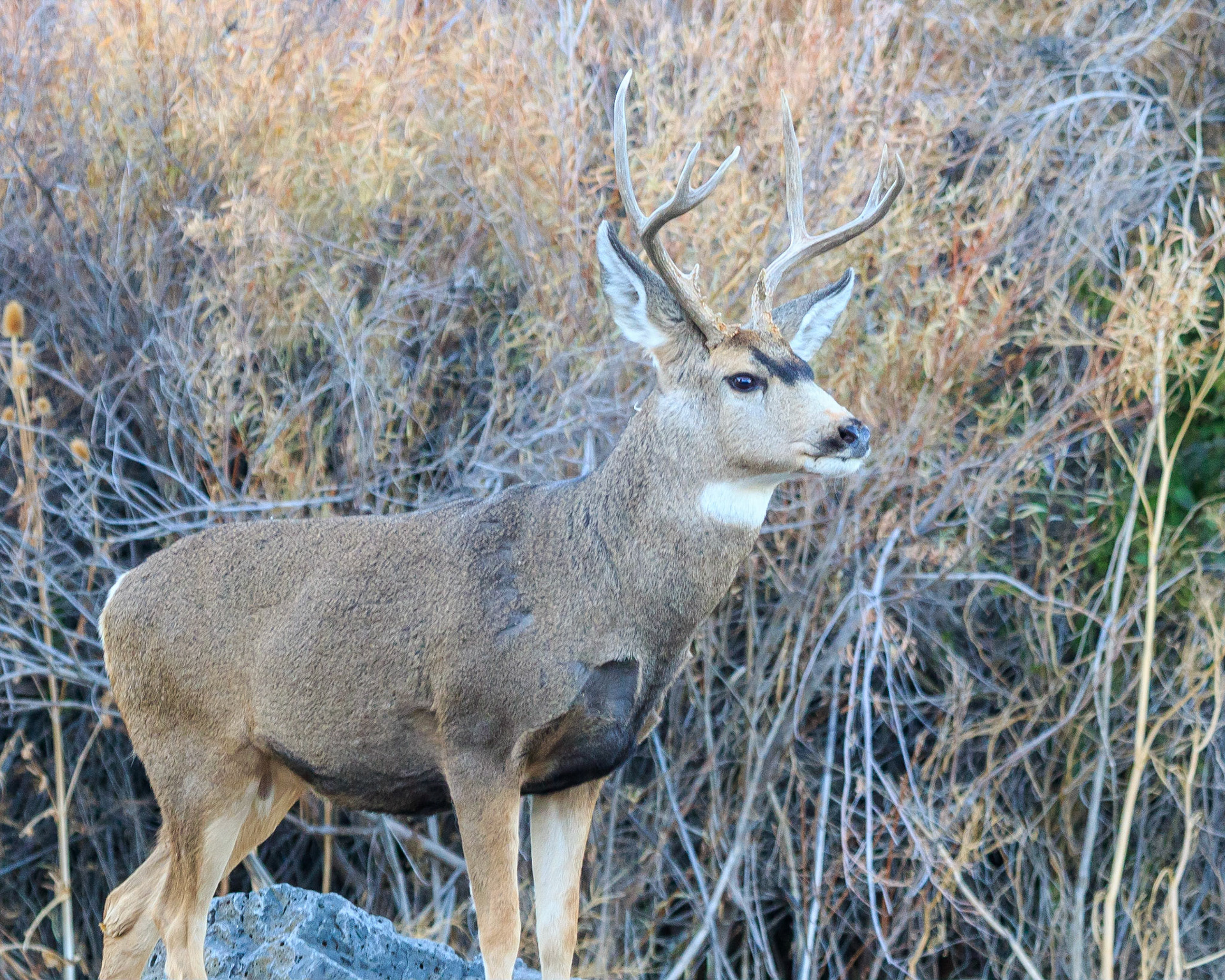 It was near rutting time. It was at Page Springs Recreation Area in Southeast Oregon. It is a magnificent Mule Deer Buck.