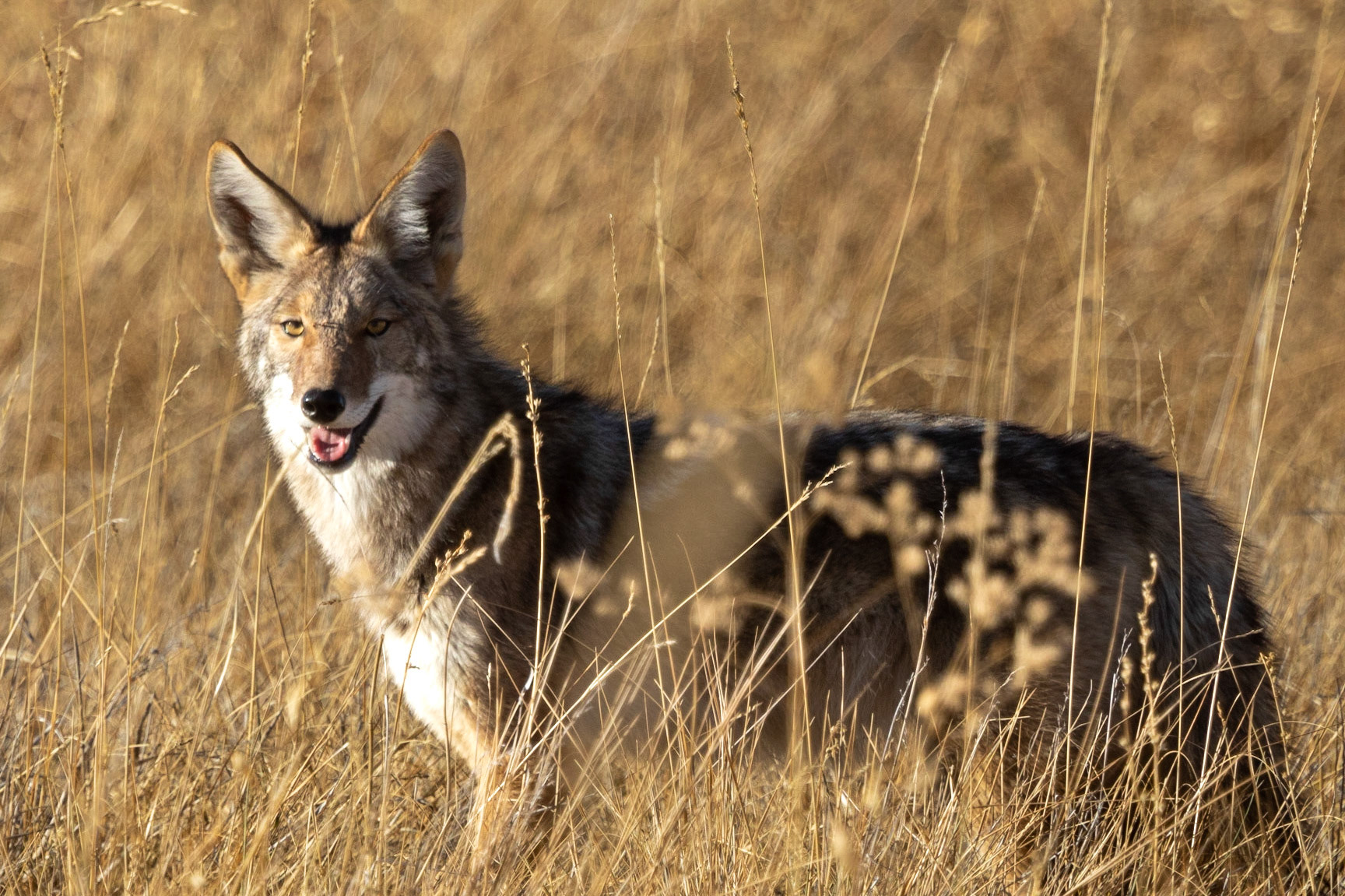 A coyote studies our car from the grasslands of the Malheur National Wildlife Refuge