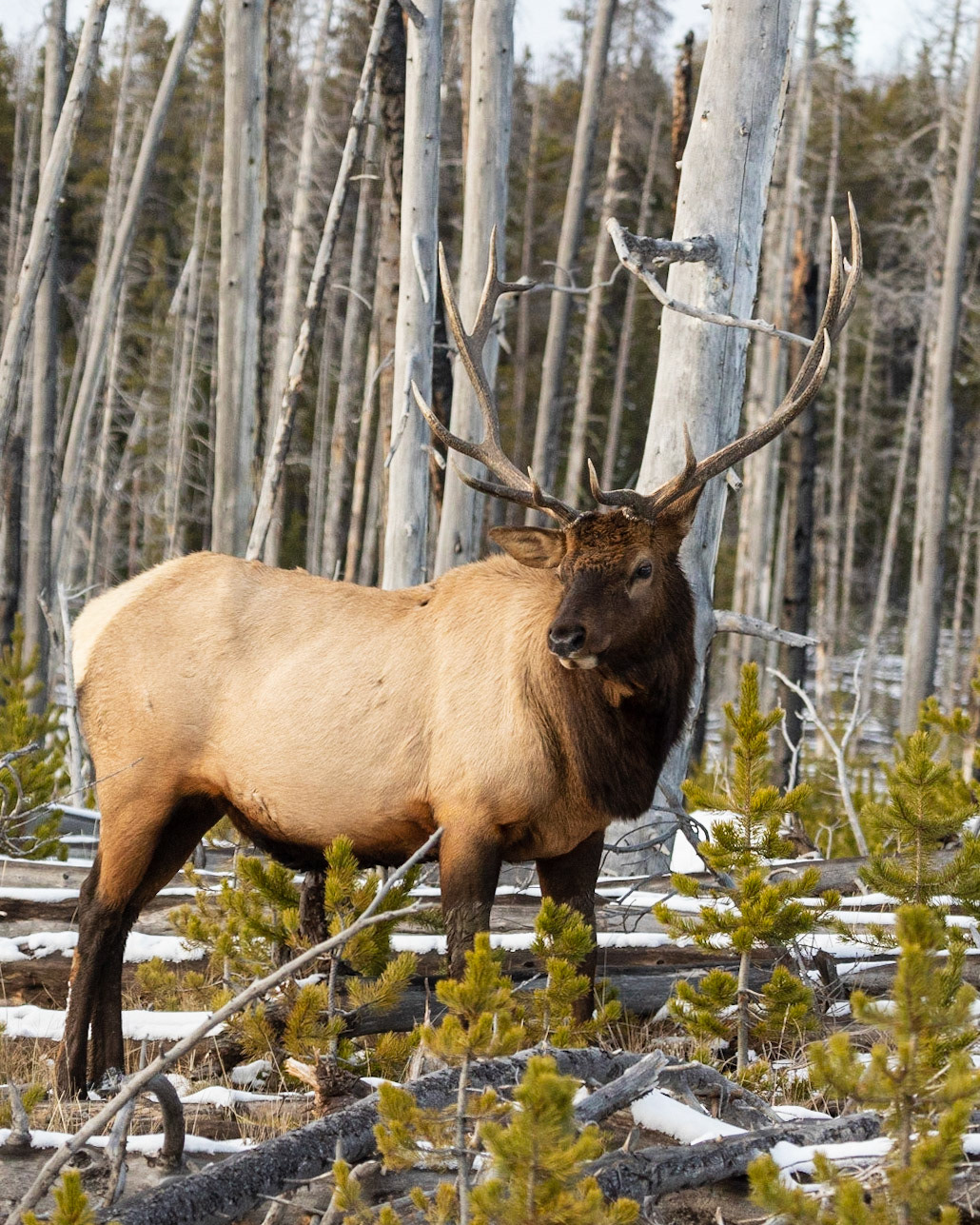 In this shot, it was a little later and he had moved across the road putting the forest behind him. I like his pose and while I could probably take out the stick that points to his foreleg, I don't feel it upsets the composition enough to justify the work. It would also break the PSA nature and wildlife competition rules.