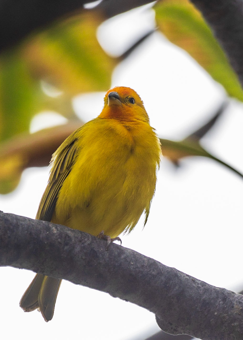 Orange Fronted Yellow Finch - While walking along the main street in Kona, we saw a number of these very bright and pretty finches flitting about. Such wonderful color.