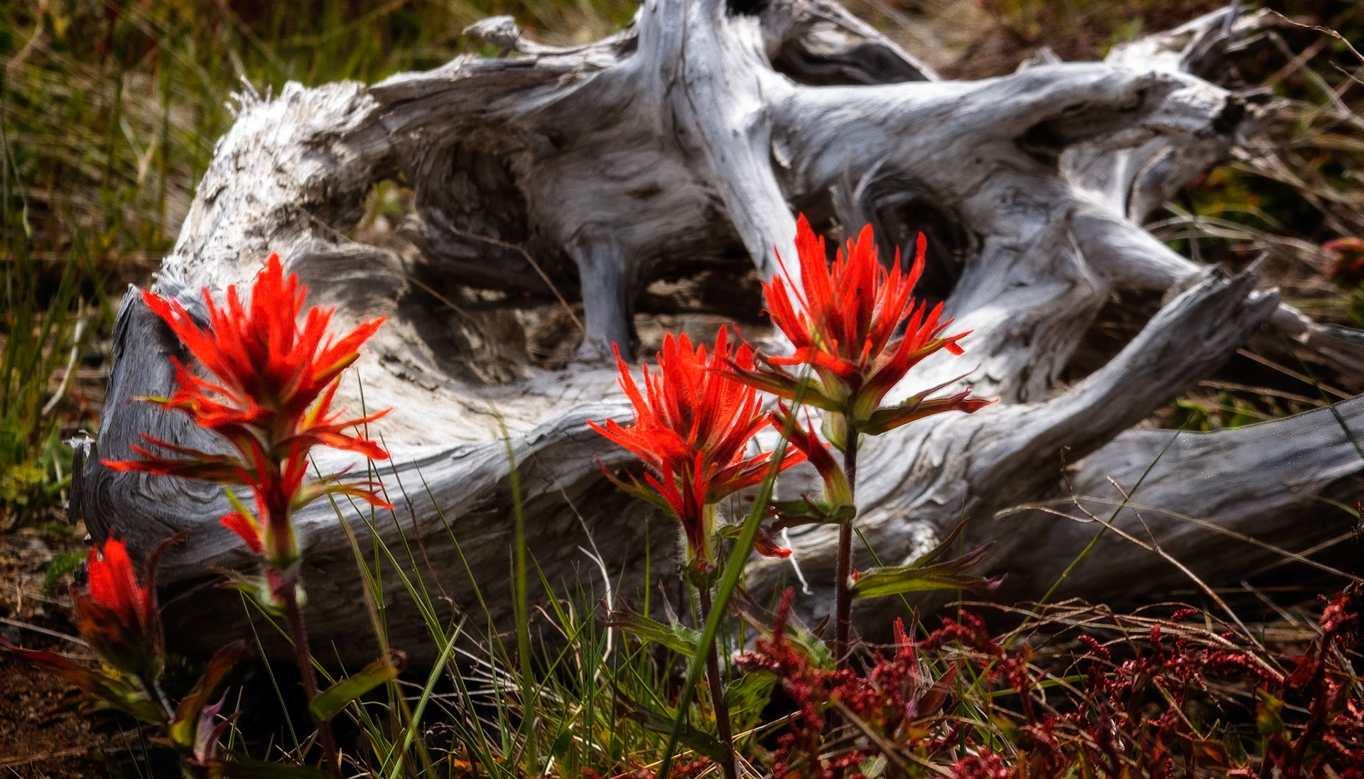 Indian Paintbrush bring color to a broken root near Mt St Helens.