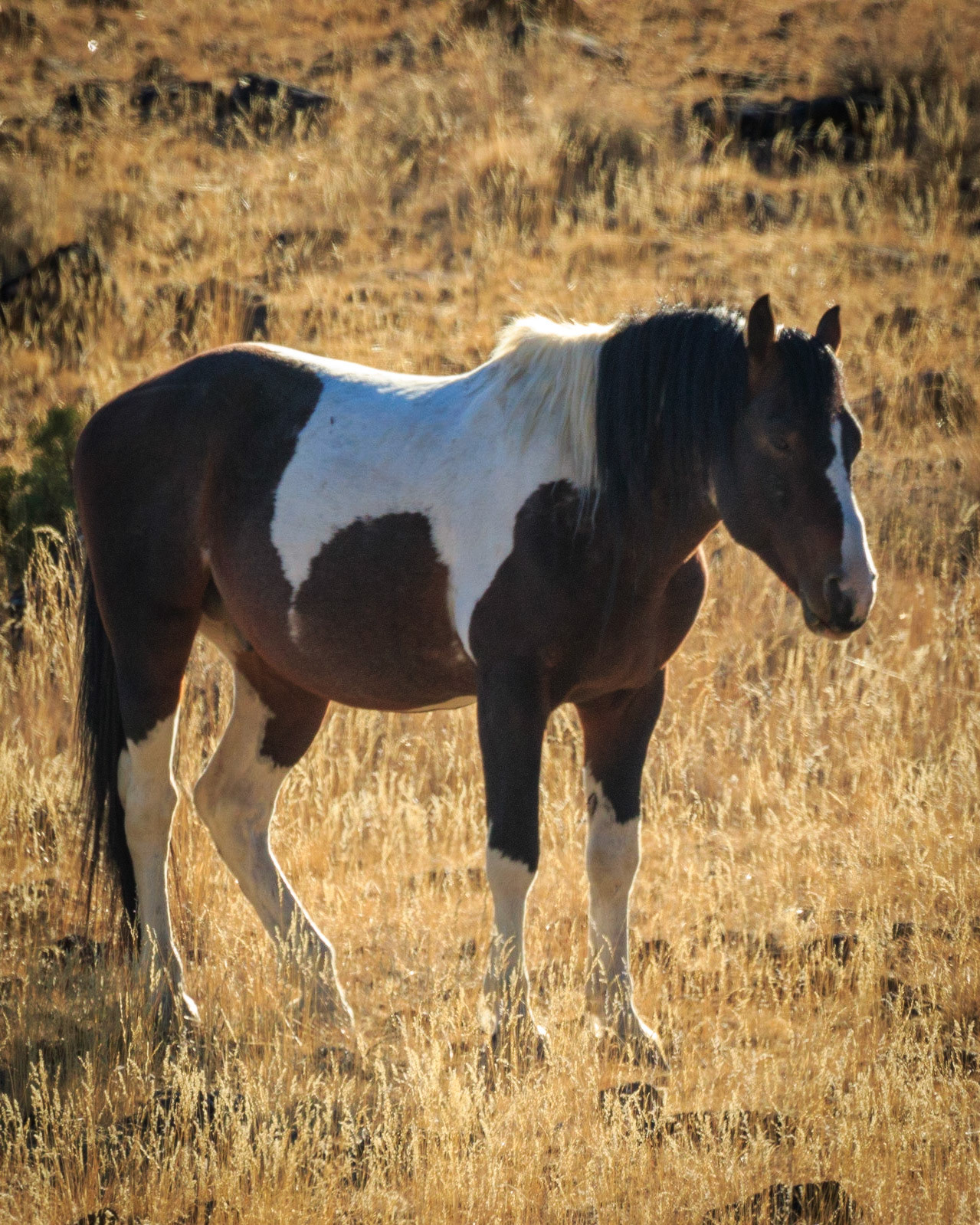 The Steens Mountain Wilderness is managed in cooperation with the local ranchers by the Bureau of Land Management (BLM). It is a vast 500,000 acre region south of the Malheur National Wildlife Refuge. The South Steens Herd Management Area (HMA) is traversed by the South Steens Loop Road making it easy to spot and photograph these magnificent animals in the wild. The herds in this HMA are managed to maintain healthy Pinto specimens.