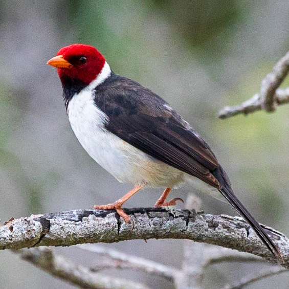 Red Crested Cardinal - I caught this chap chowing down on some of the berries hanging from the surrounding bush. Handsome devil don't you think.