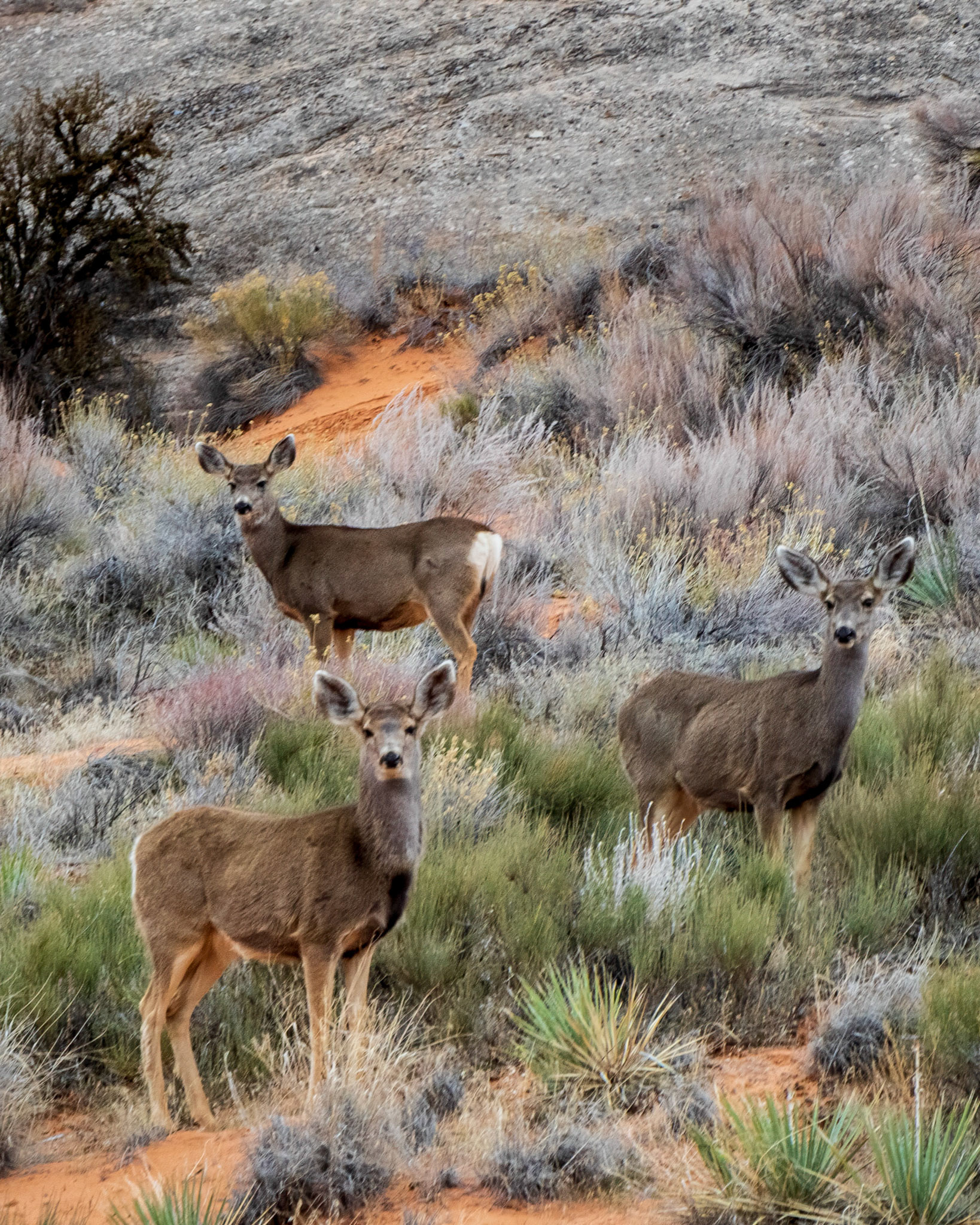These mule deer were very curious about Liddy and I as we watched them from the trail near Tunnel Arch at Arches NP.