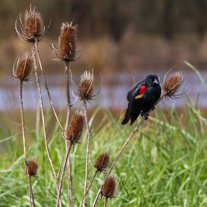 A Red-Winged-Blackbird perching on a branch in Ridgefield National Wildlife Refuge.