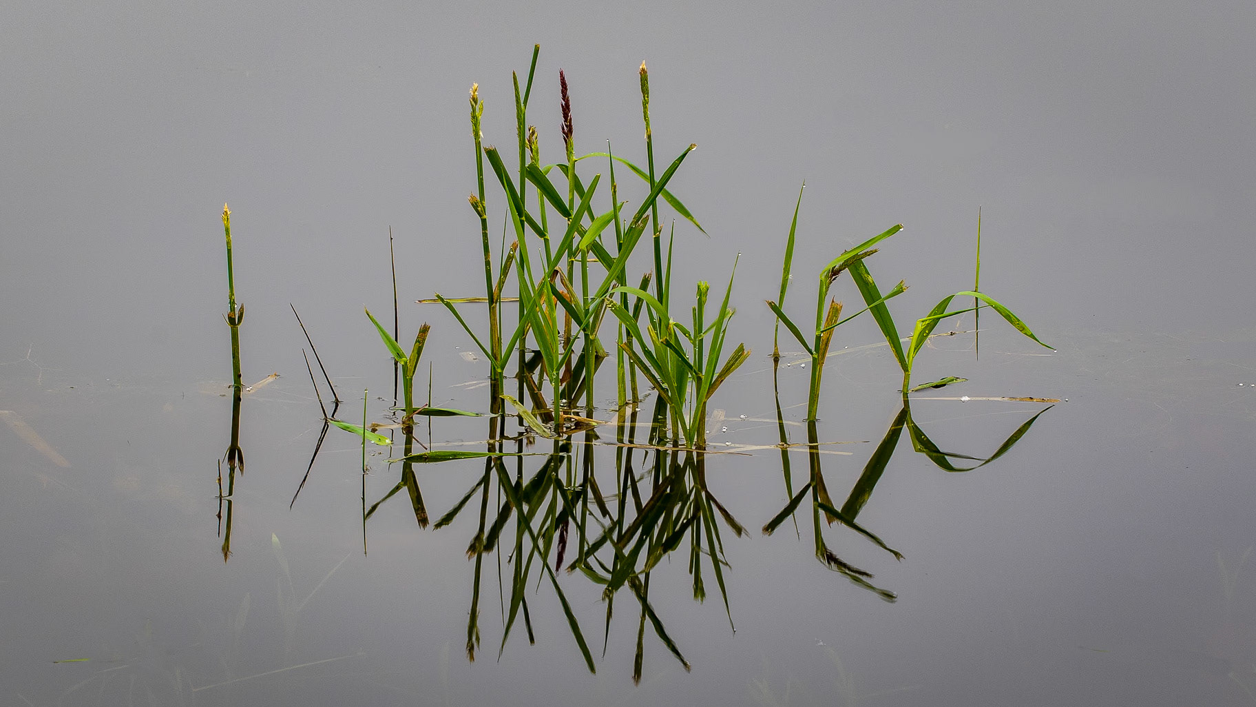 Young shoots of grass reflect in the still waters of a pond.