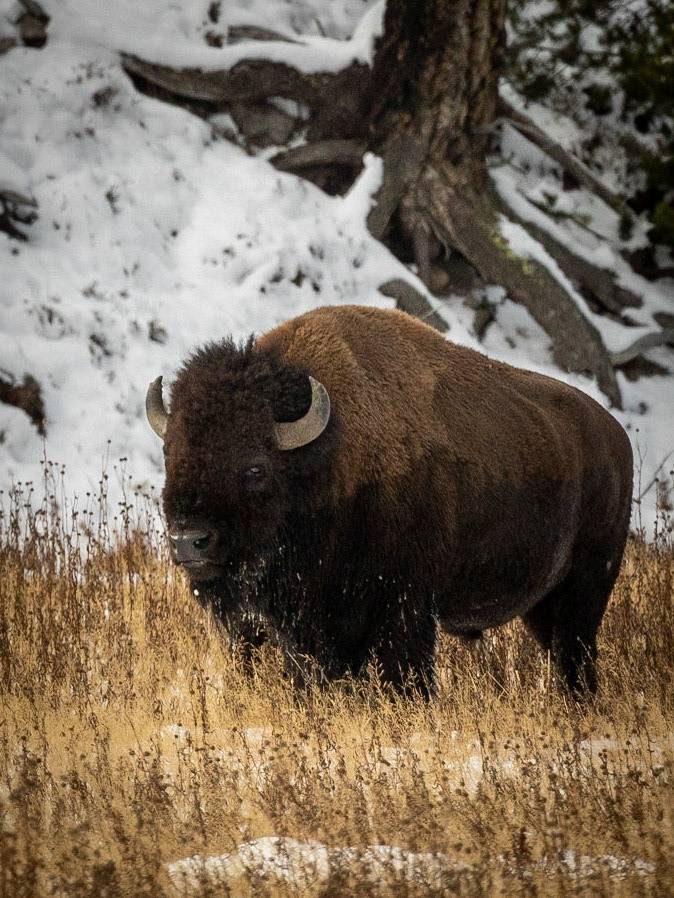 First time back in Yellowstone NP since 1958.We arrived at West Yellowstone the night before they rolled up the streets in October. This was shot the next day along the Madison River.