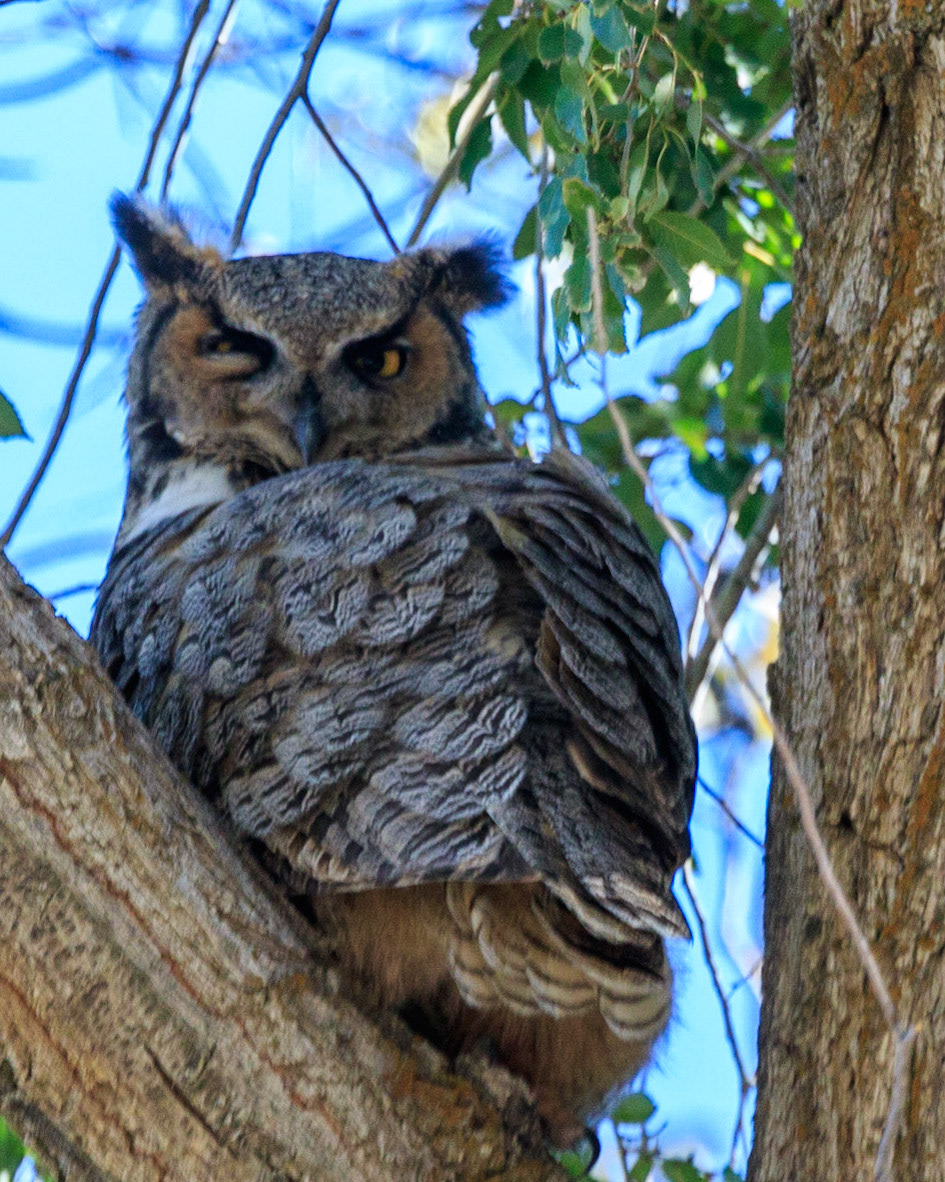 This Great Horned Owl squints down at us from a large, old cottonwood tree on the grounds of the Malhuer National Wildlife Refuge headquarters.