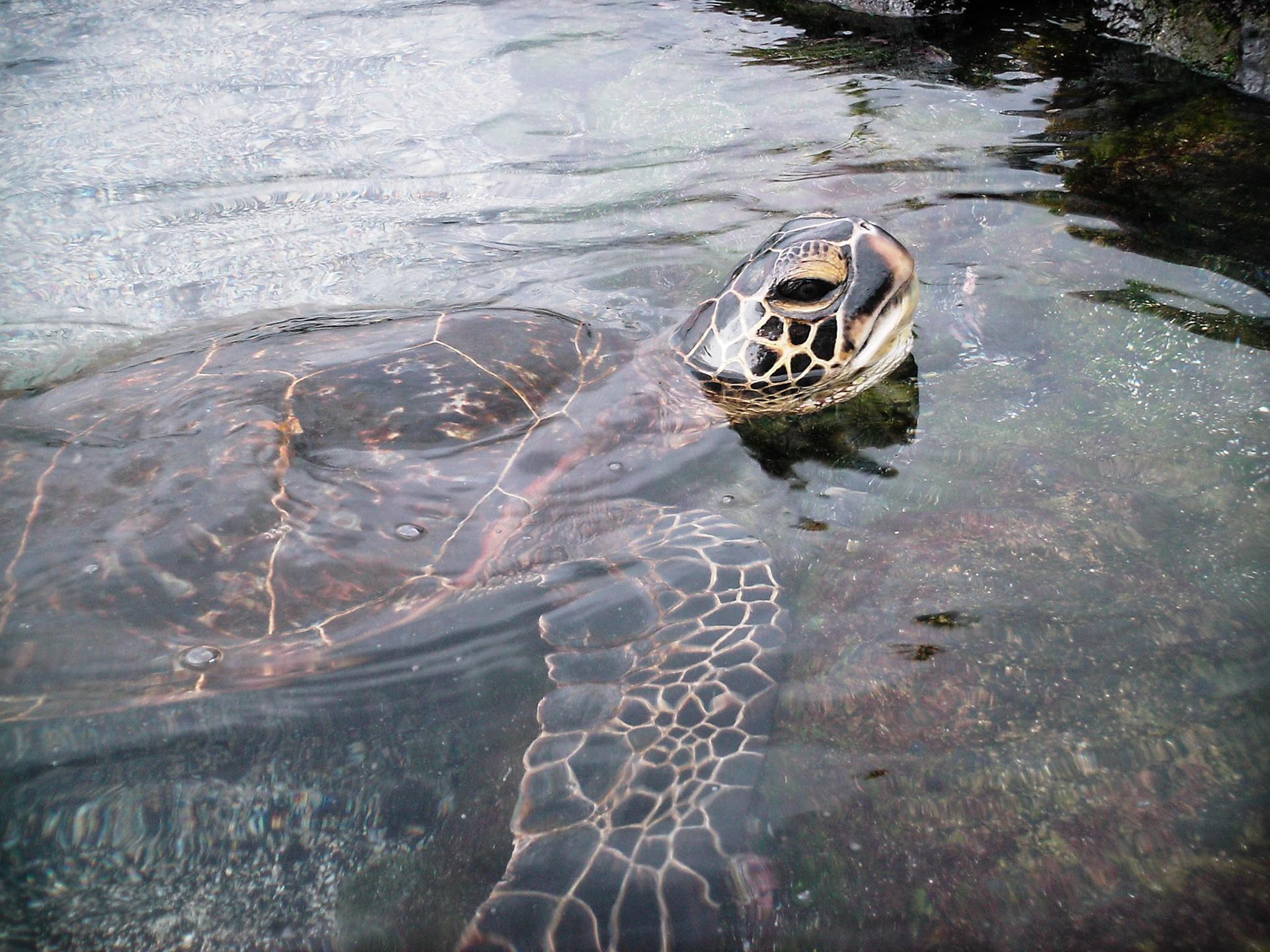 A sea turtle pokes about along a Hawaiian beach