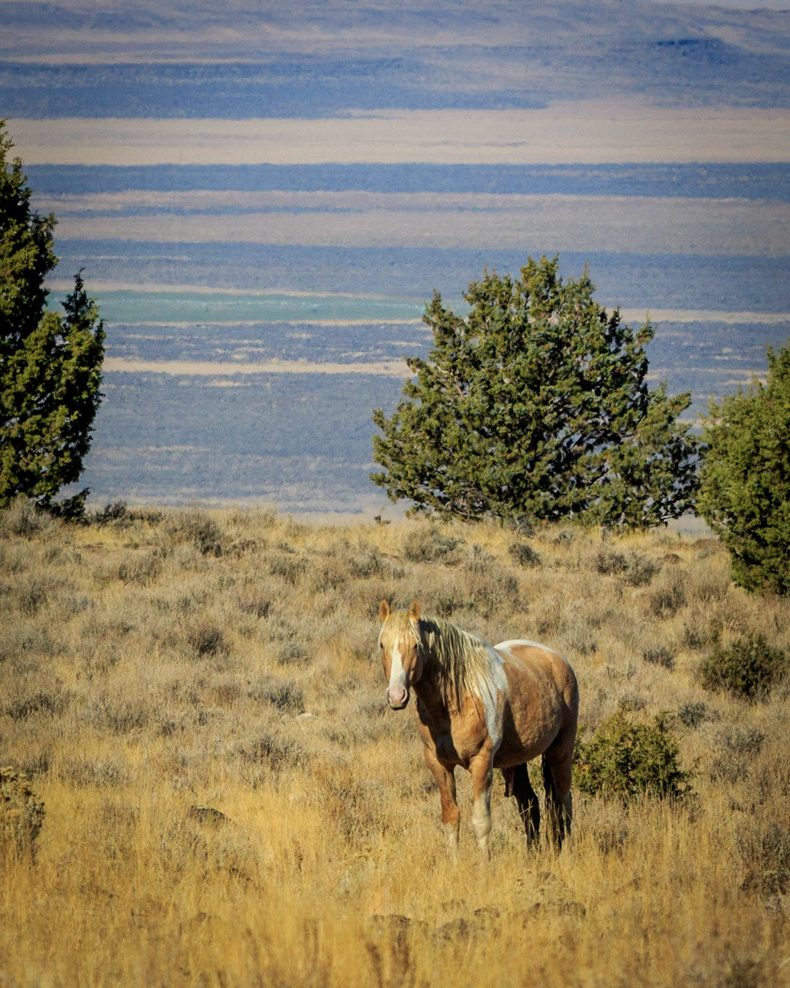 The Steens Mountain Wilderness is managed in cooperation with the local ranchers by the Bureau of Land Management (BLM). It is a vast 500,000 acre region south of the Malheur National Wildlife Refuge. The South Steens Herd Management Area (HMA) is traversed by the South Steens Loop Road making it easy to spot and photograph these magnificent animals in the wild. The herds in this HMA are managed to maintain healthy Pinto specimens.
